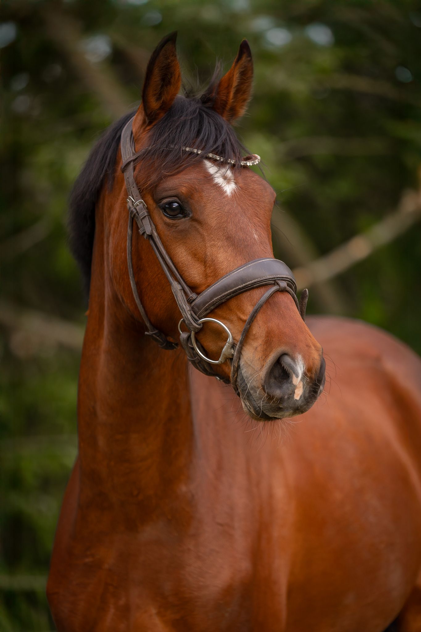 3歳牝馬 For Ferrero x Ferdeaux
