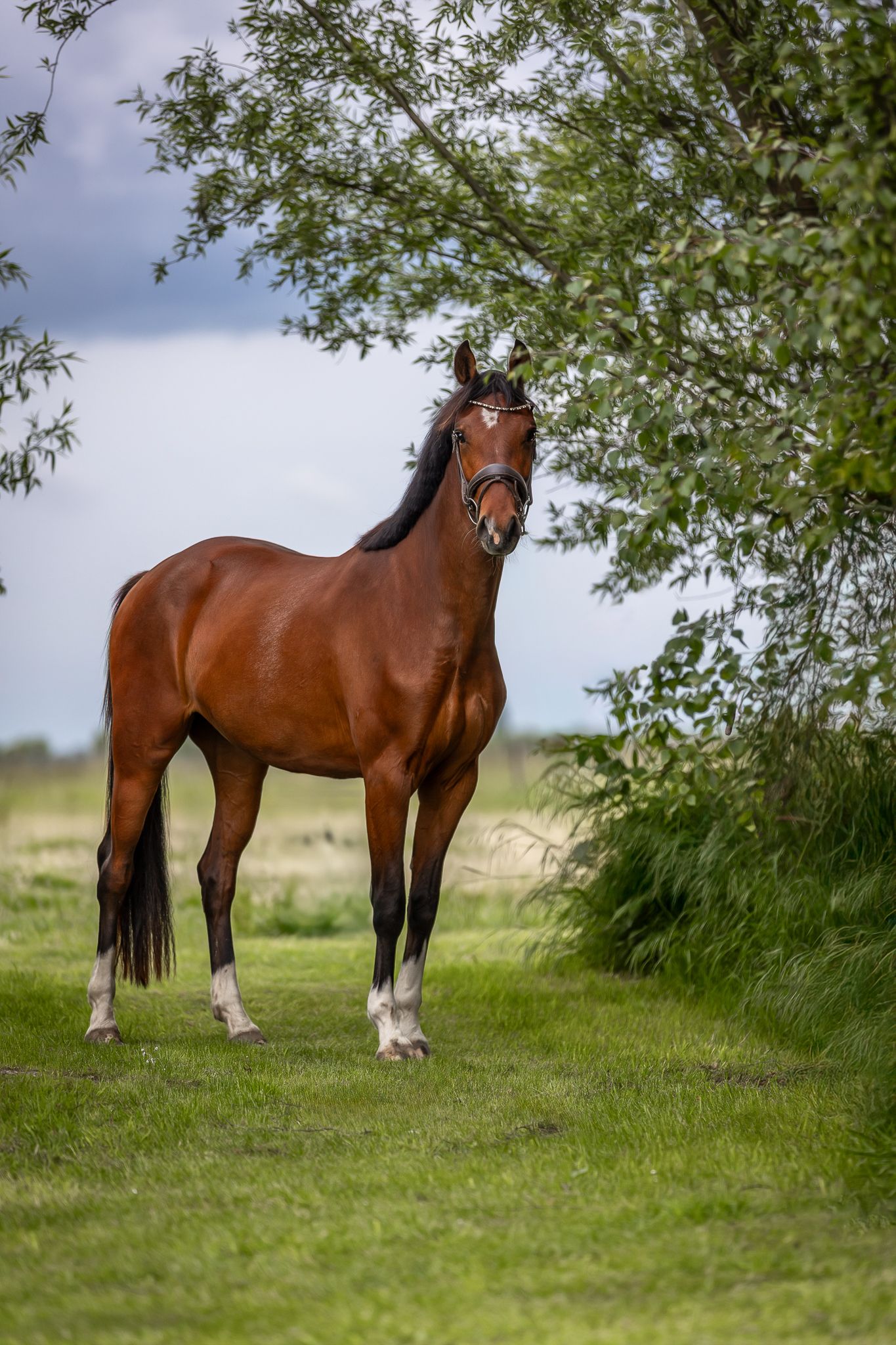 kwpn dressuurpaard merrie 3 years old bruin for sale - Photo 3