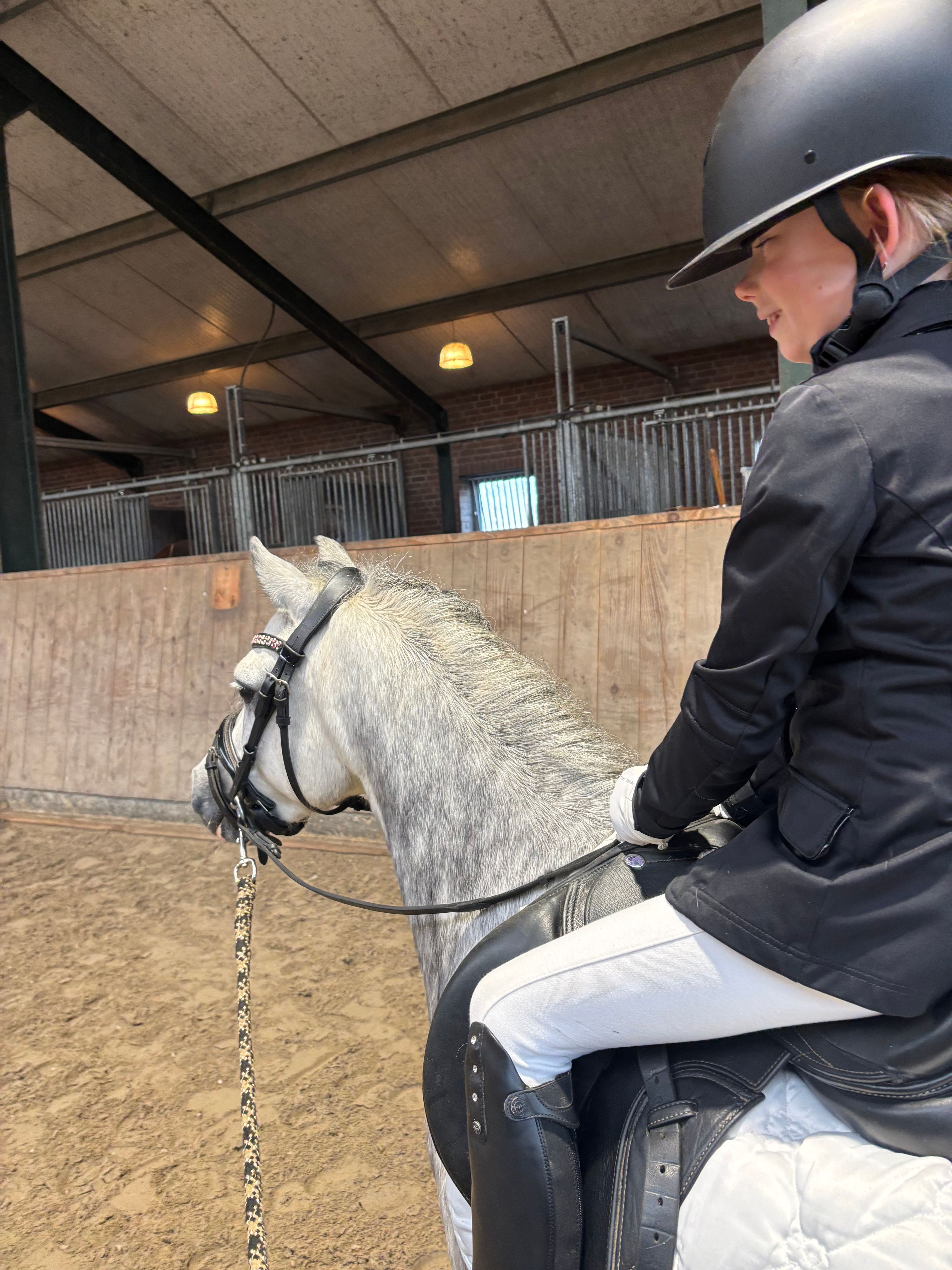 Welsh allround-pony Ruin 7 岁 schimmel 出售 - 照片 4