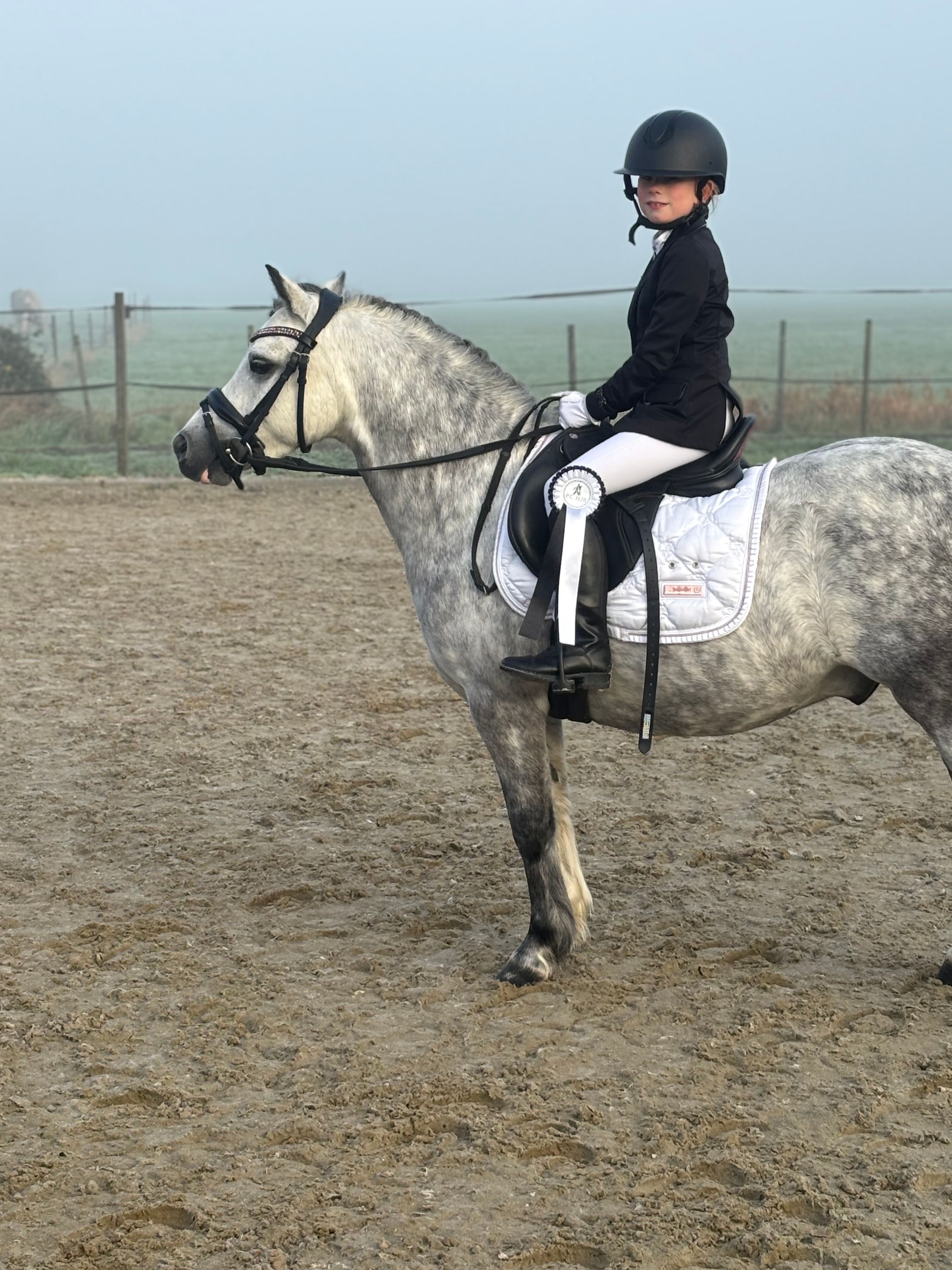 Welsh allround-pony Ruin 7 岁 schimmel 出售 - 照片 3