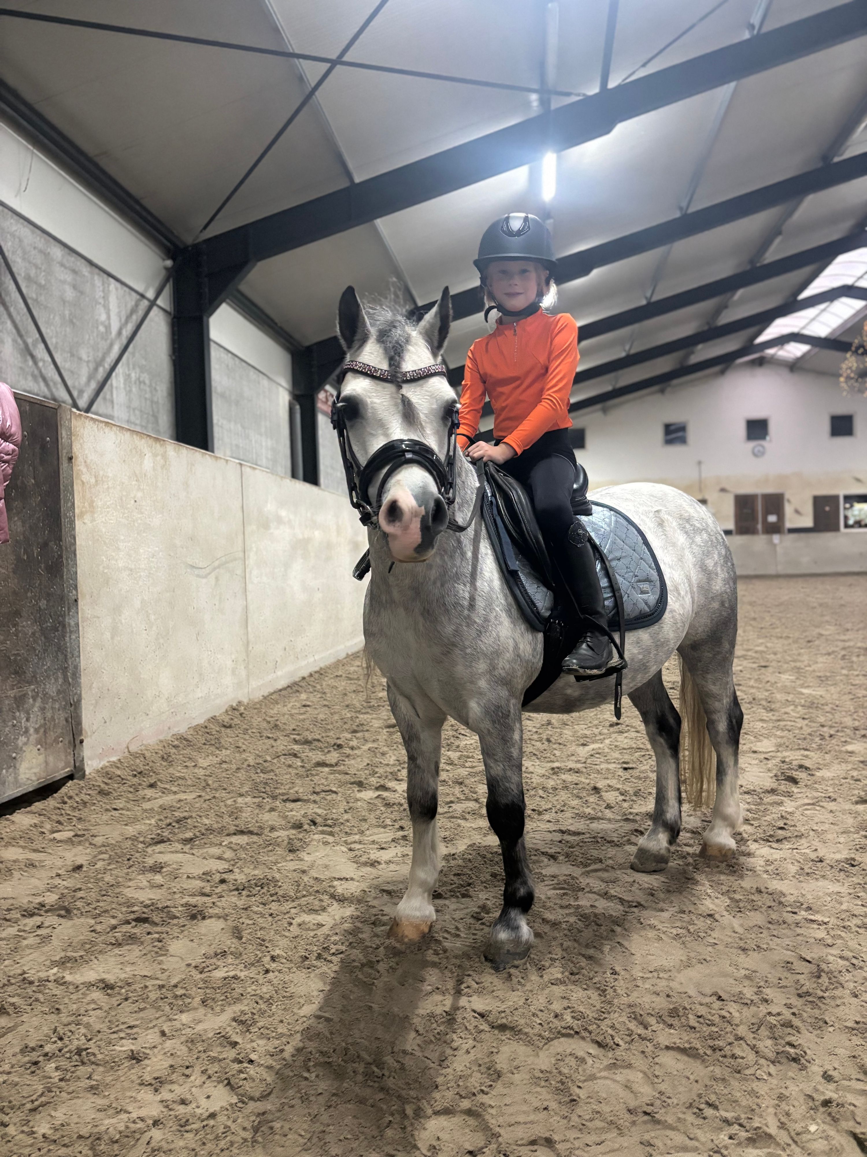 Welsh allround-pony Ruin 7 岁 schimmel 出售 - 照片 5