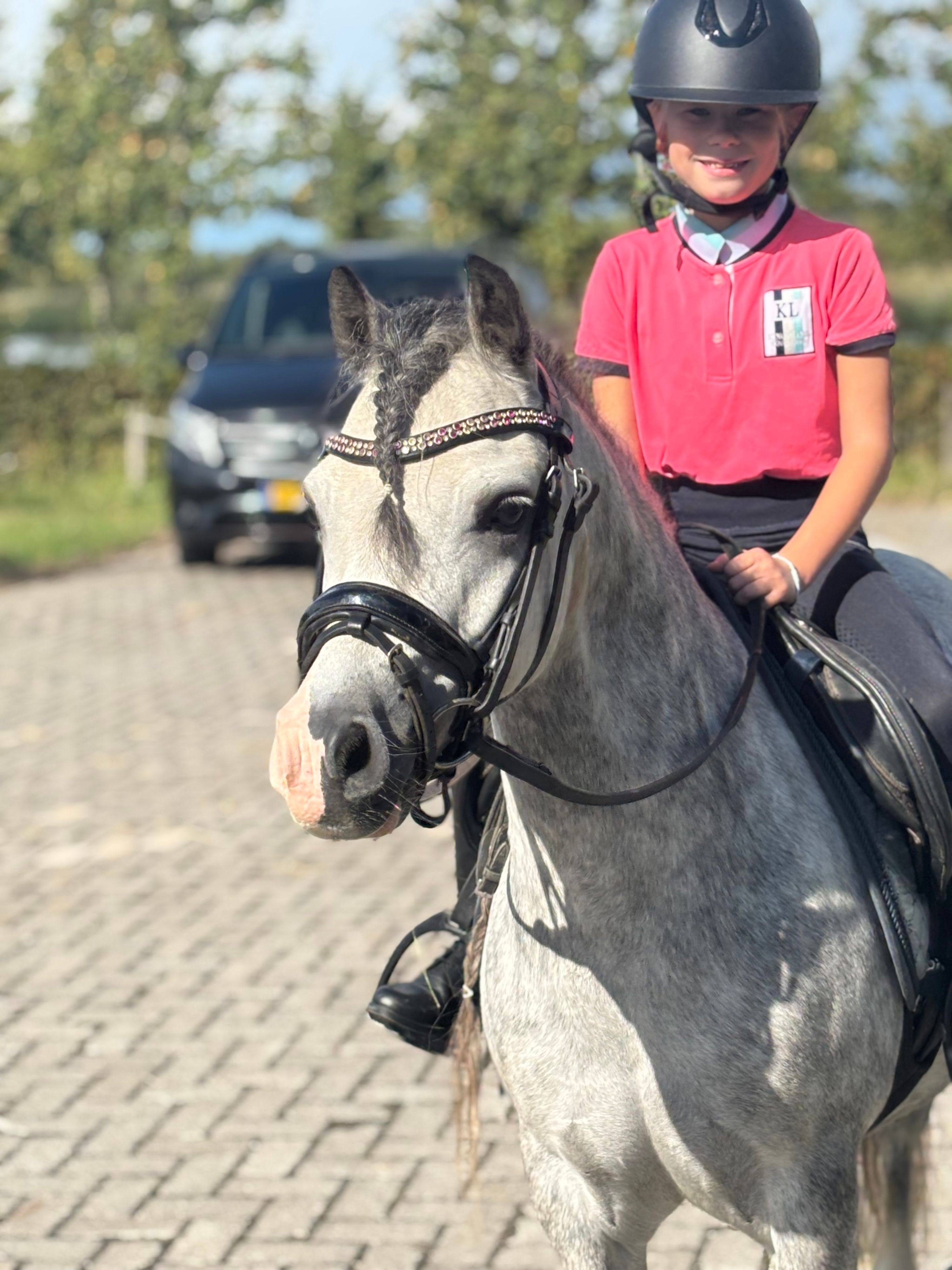 Welsh allround-pony Ruin 7 岁 schimmel 出售 - 照片 2
