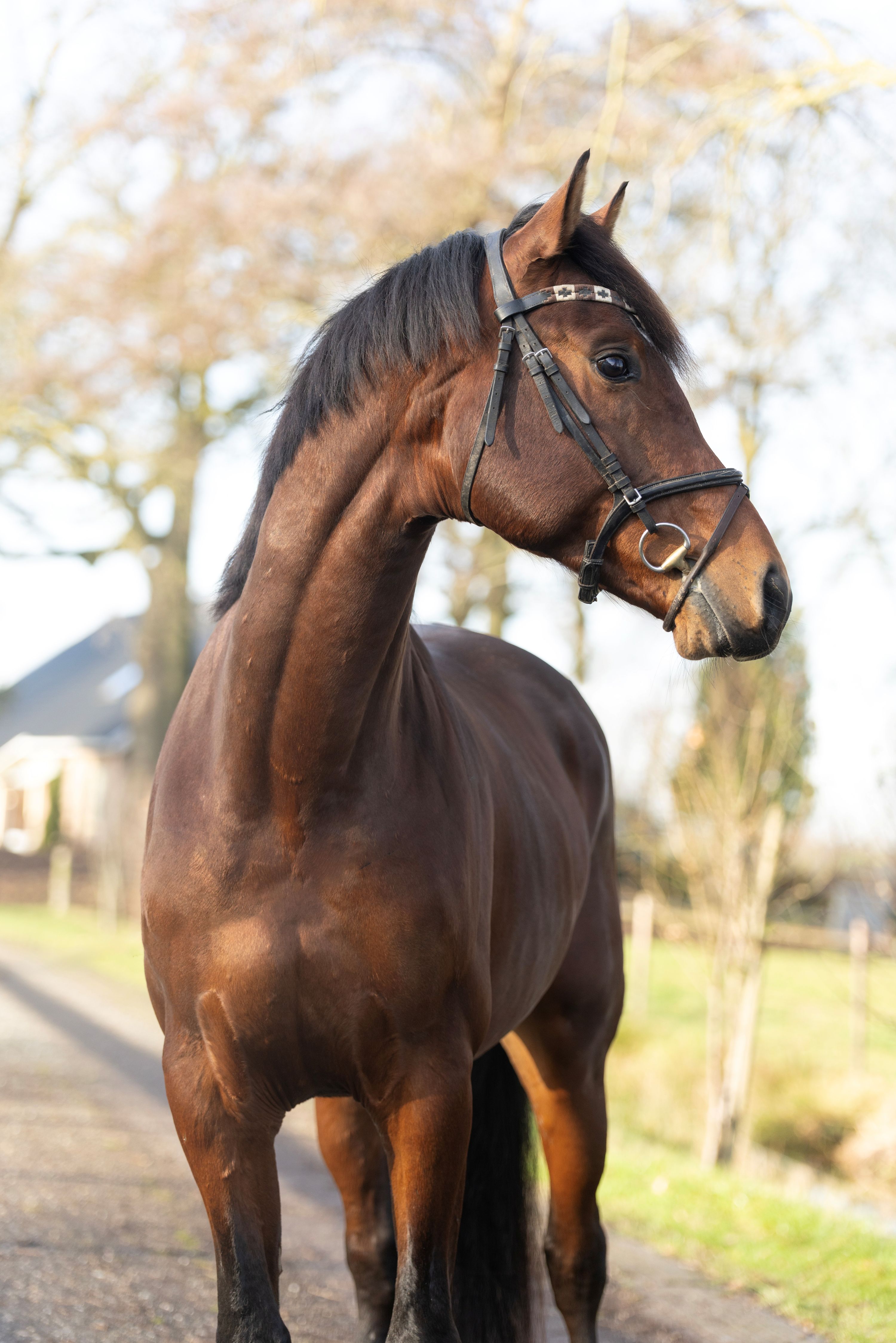 kwpn allrounder hengst 4 jaar bruin te koop - Foto 4