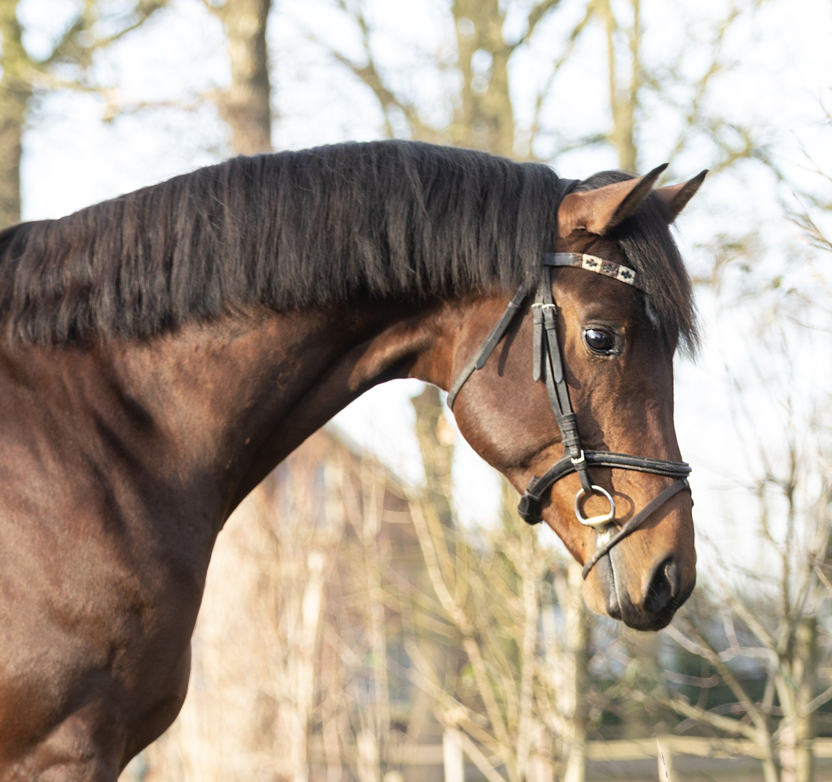 Super bravo Next Romancier x Valdez di 4 anni