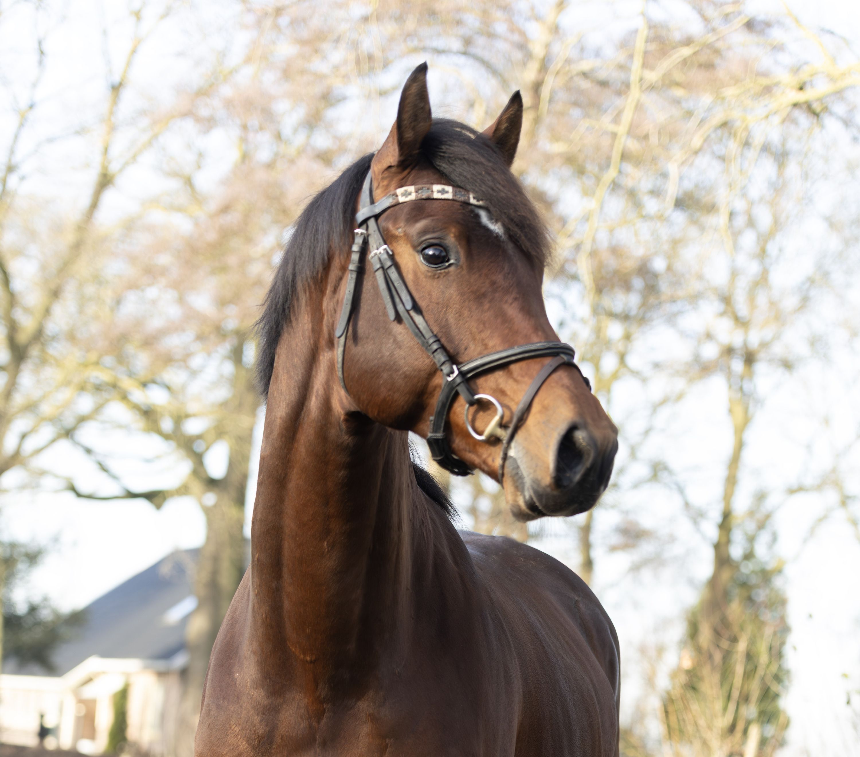 kwpn allrounder hengst 4 jaar bruin te koop - Foto 6