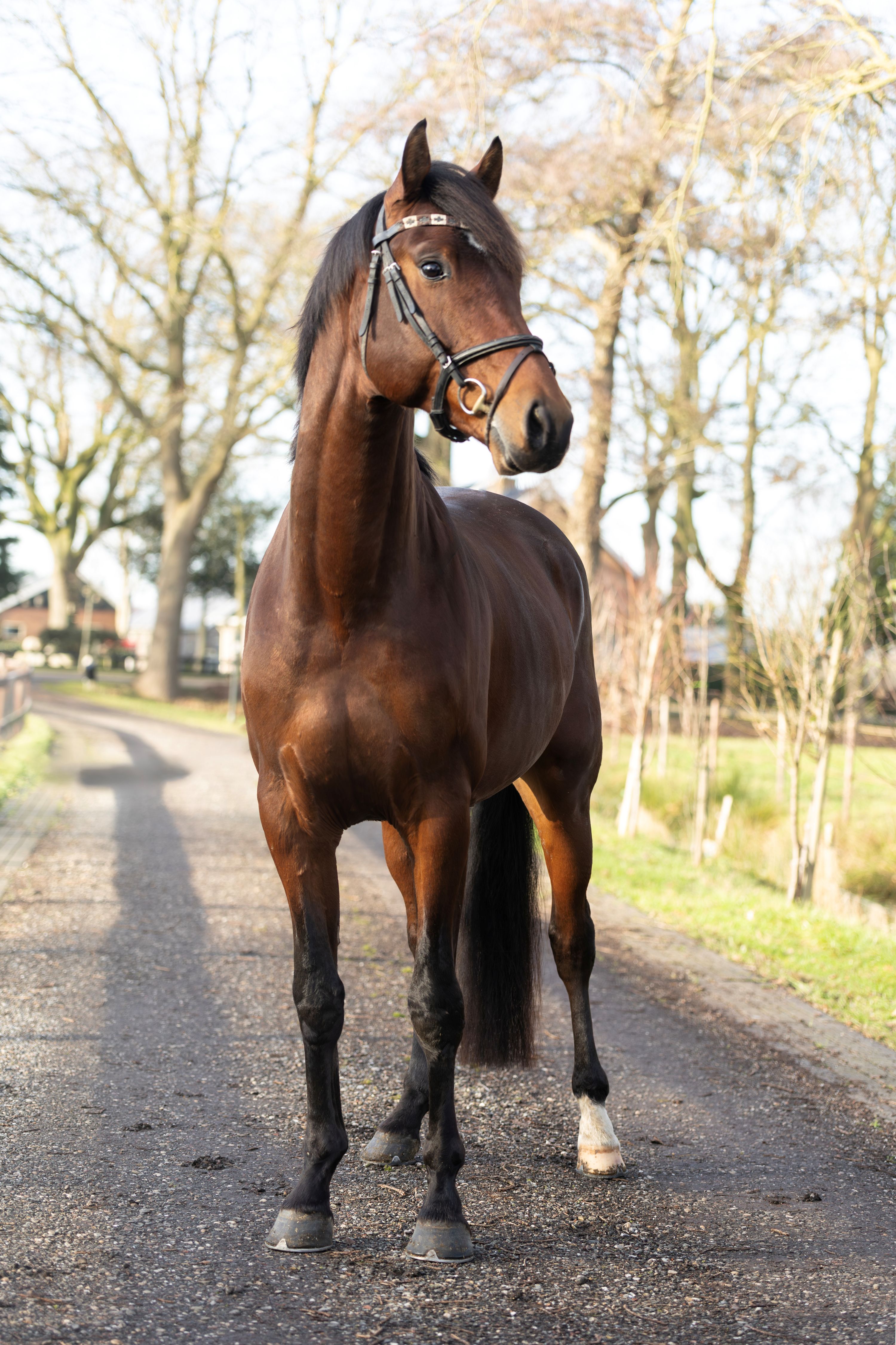 kwpn allrounder hengst 4 jaar bruin te koop - Foto 2