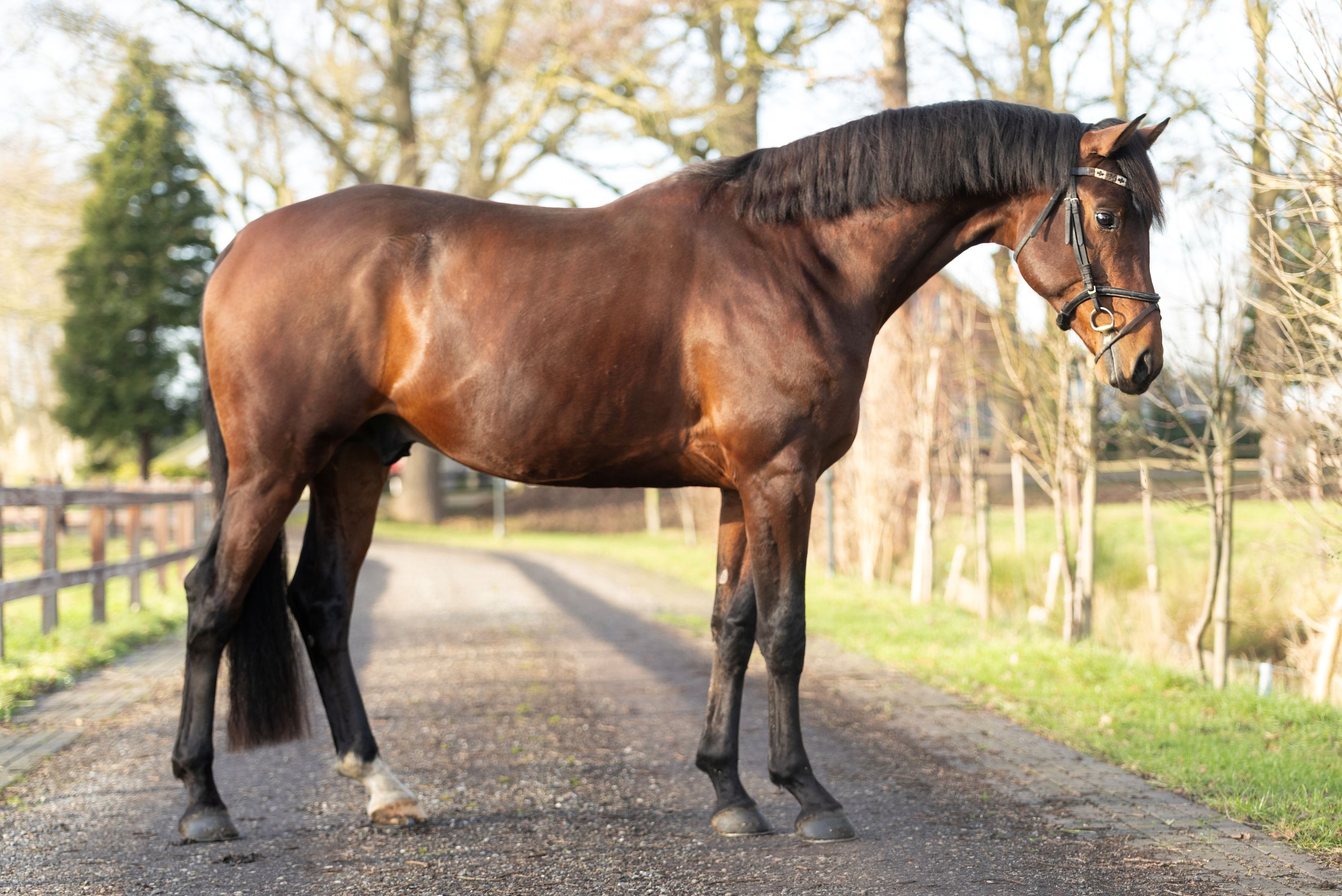 kwpn allrounder hengst 4 jaar bruin te koop - Foto 3