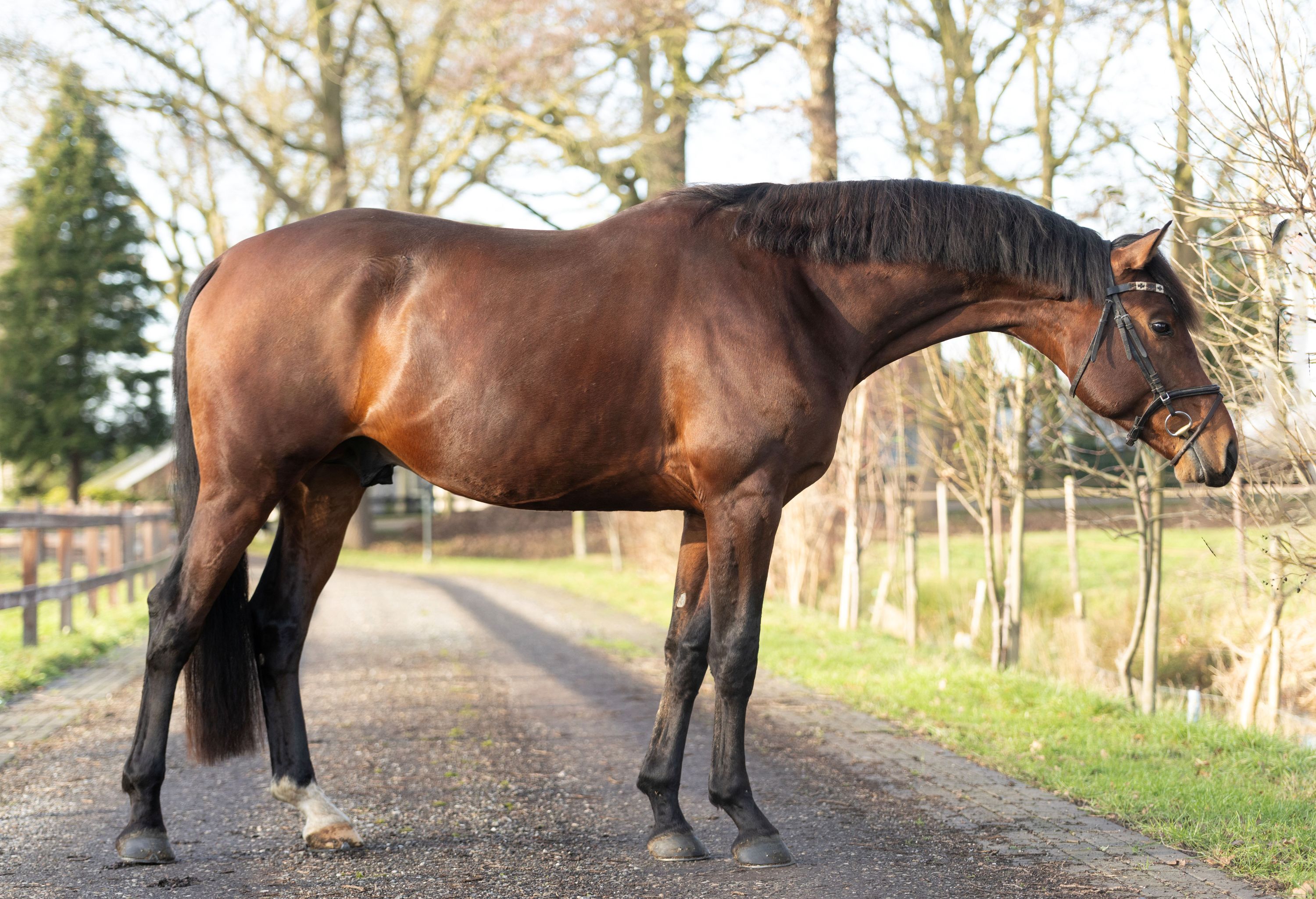 kwpn allrounder hengst 4 jaar bruin te koop - Foto 5