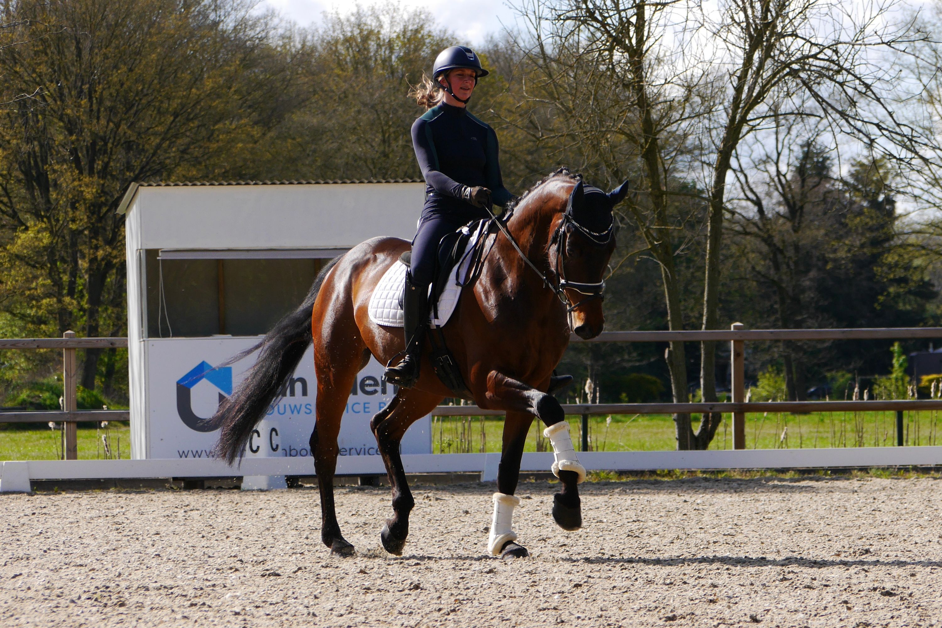 Super handsome, sweet and talented Z dressage gelding