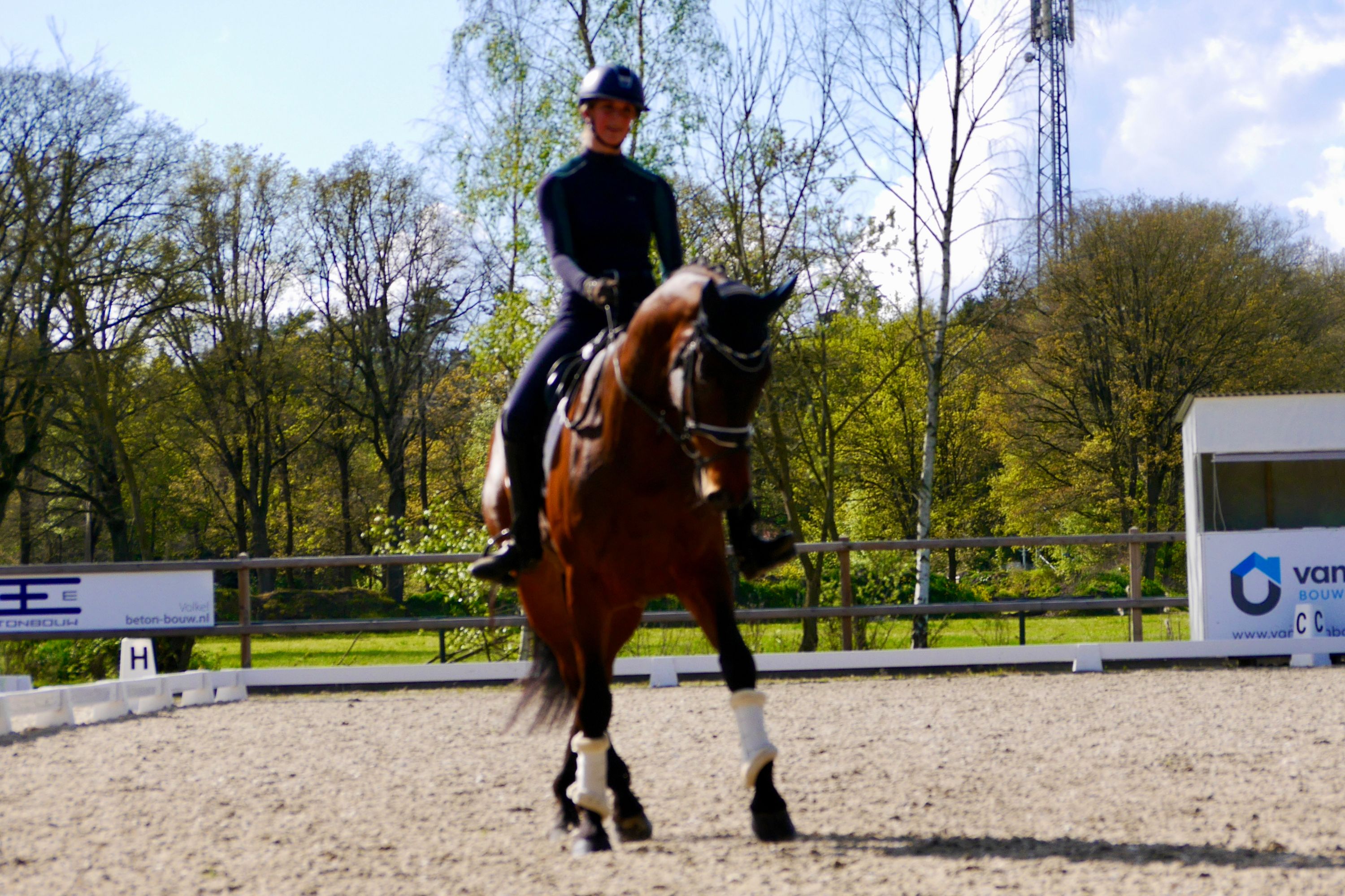 kwpn dressuurpaard ruin 7 歳 donkerbruin 売り出し中 - 写真 4