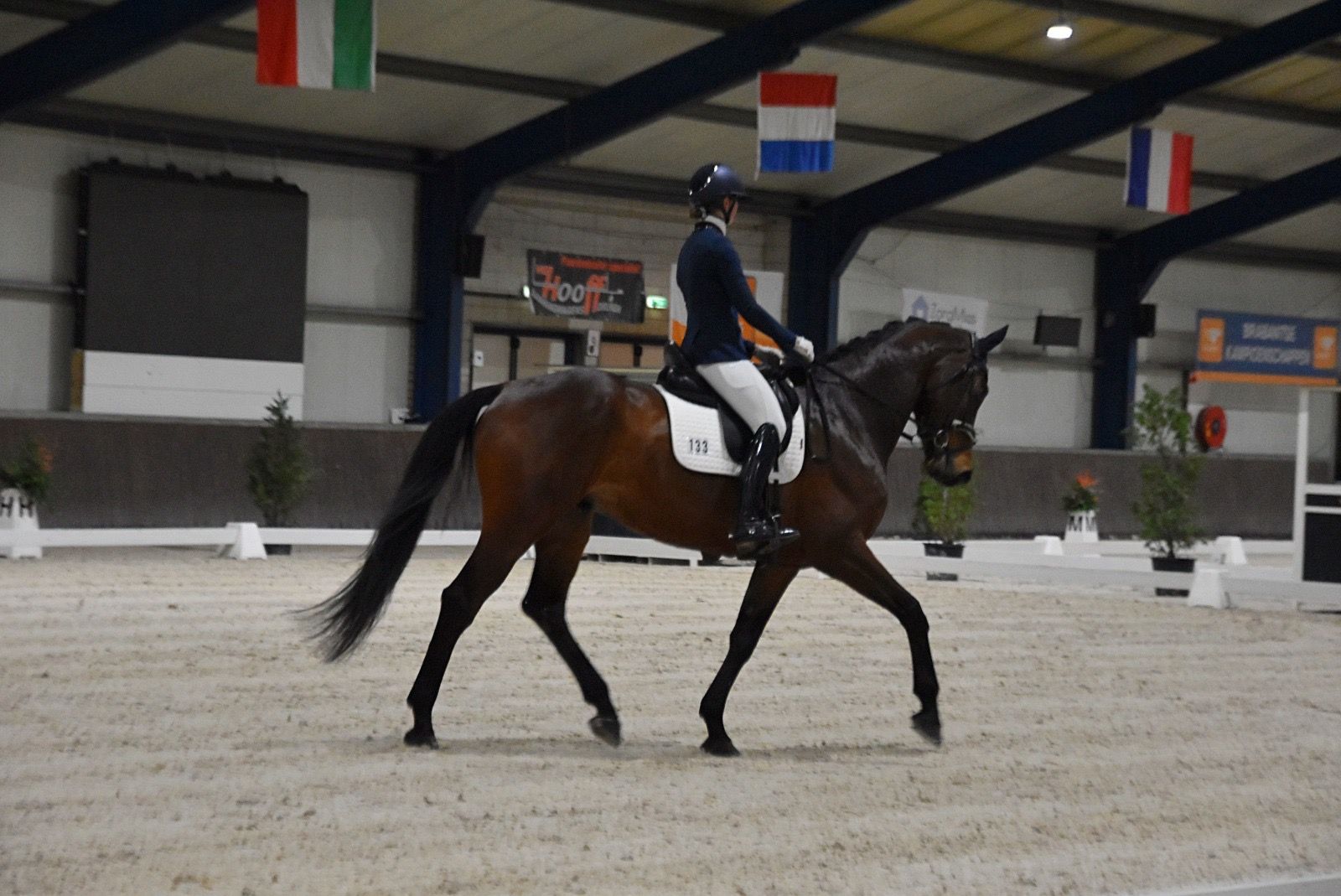 kwpn dressuurpaard ruin 7 歳 donkerbruin 売り出し中 - 写真 3