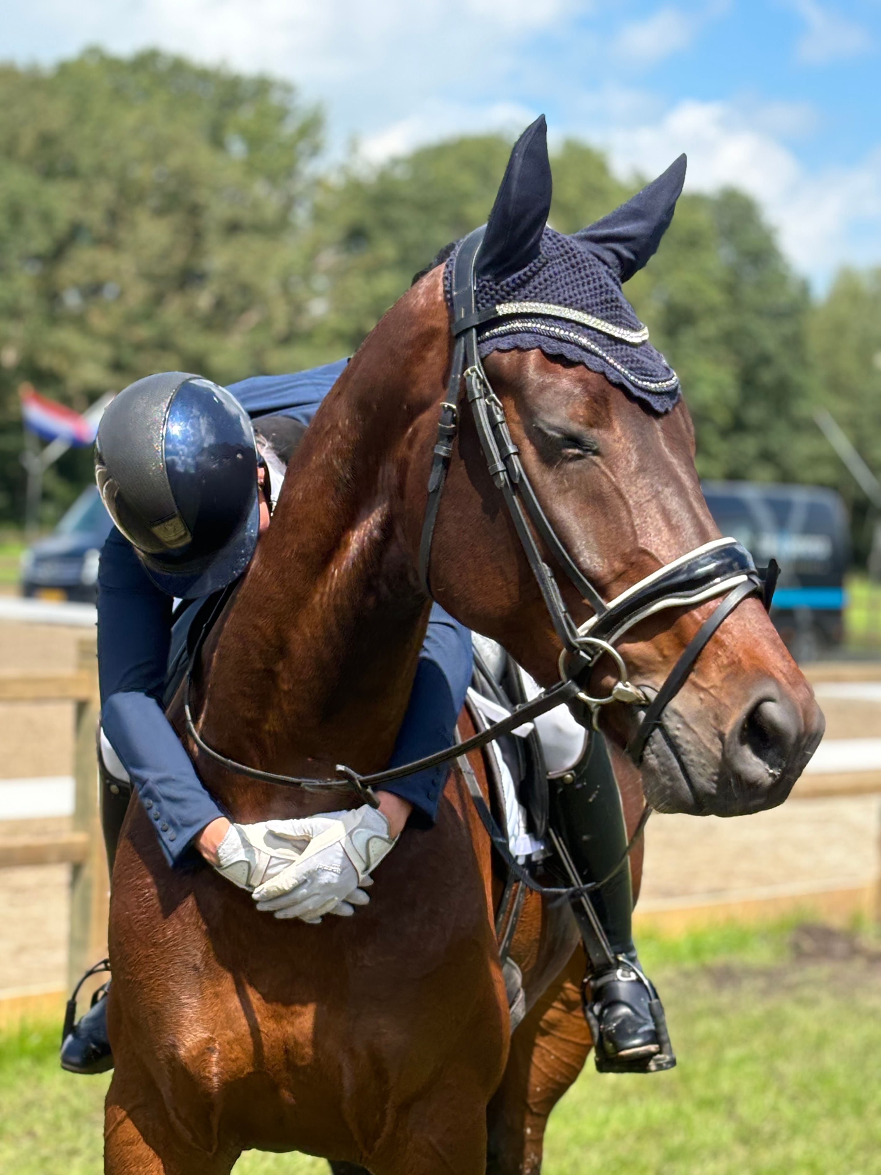 kwpn dressuurpaard ruin 7 歳 donkerbruin 売り出し中 - 写真 5