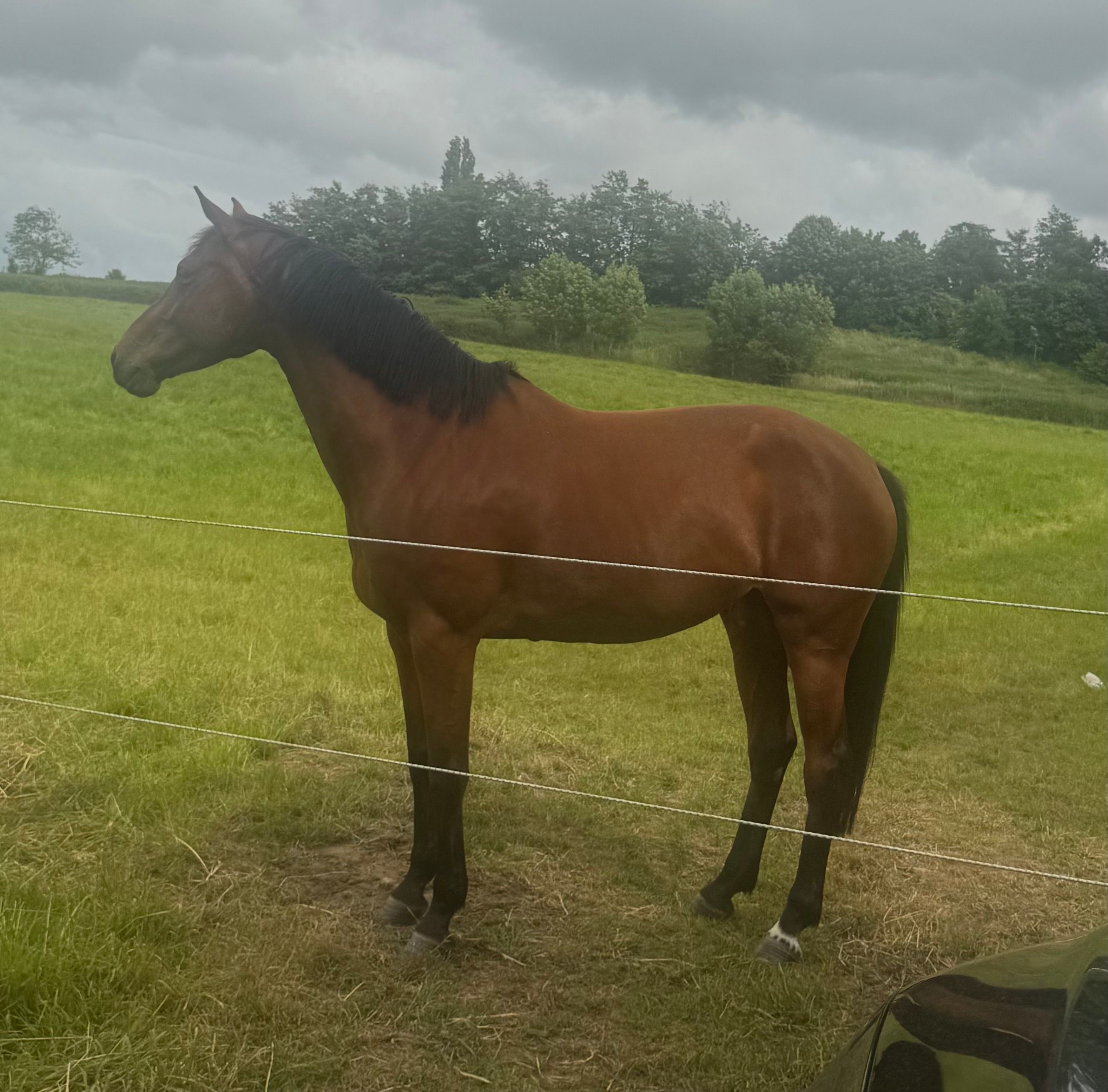 Belle jument de 6 ans, très sage