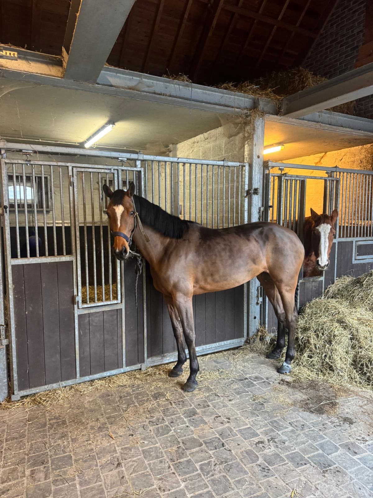 springpaard merrie 6 years old for sale - Photo 3