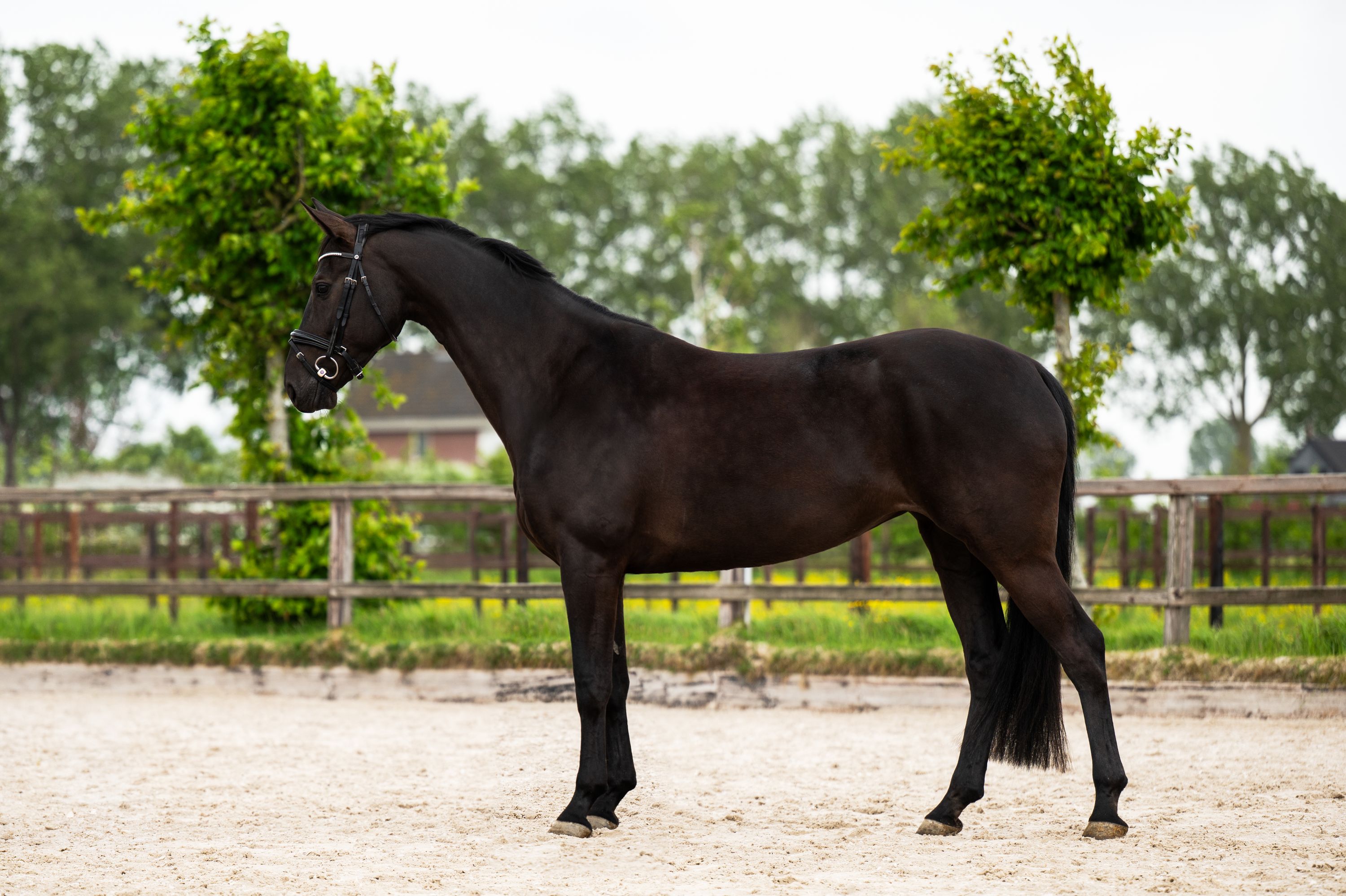 kwpn dressuurpaard merrie 6 år zwart till salu - Foto 2