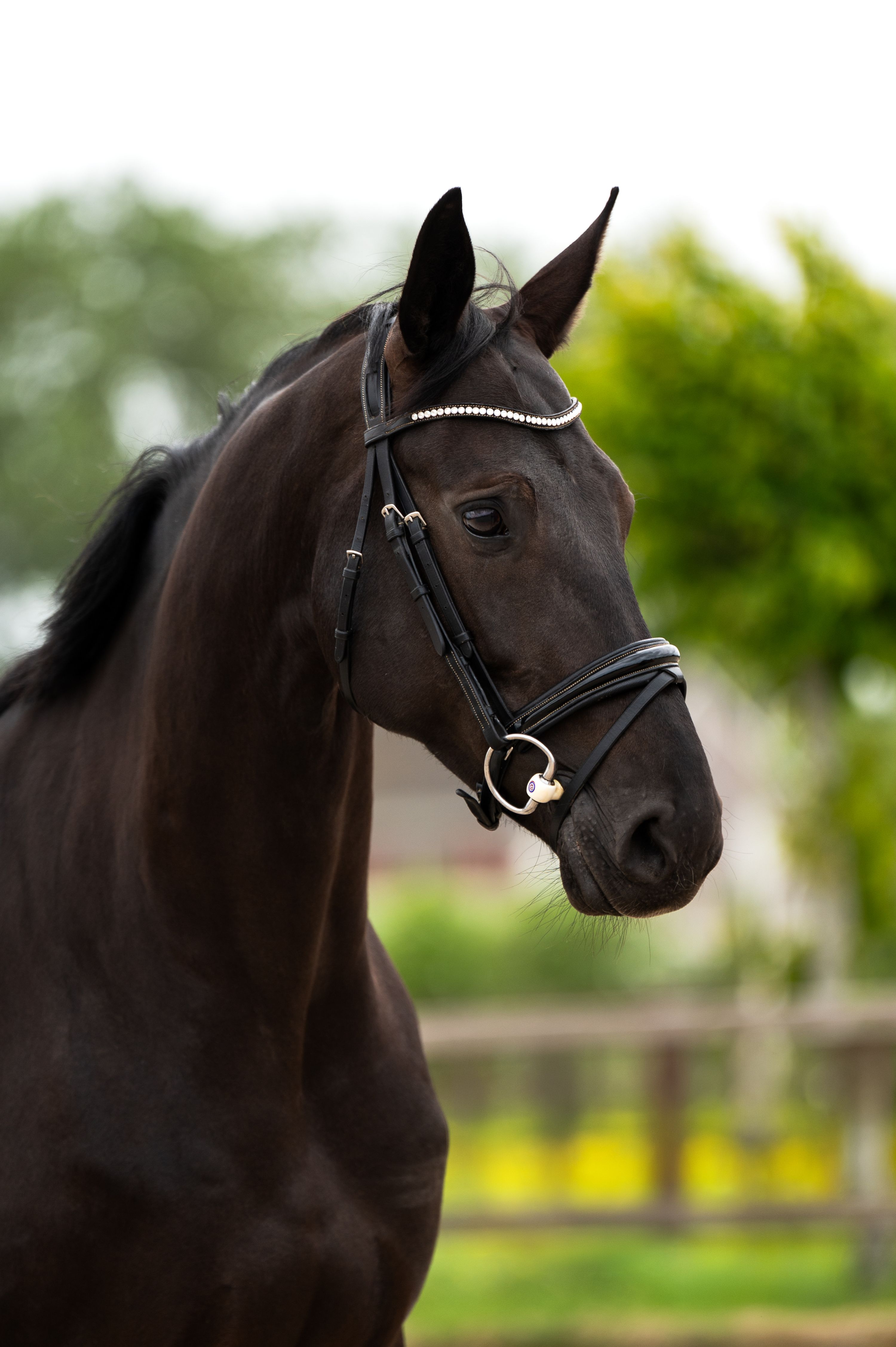 kwpn dressuurpaard merrie 6 år zwart till salu - Foto 3