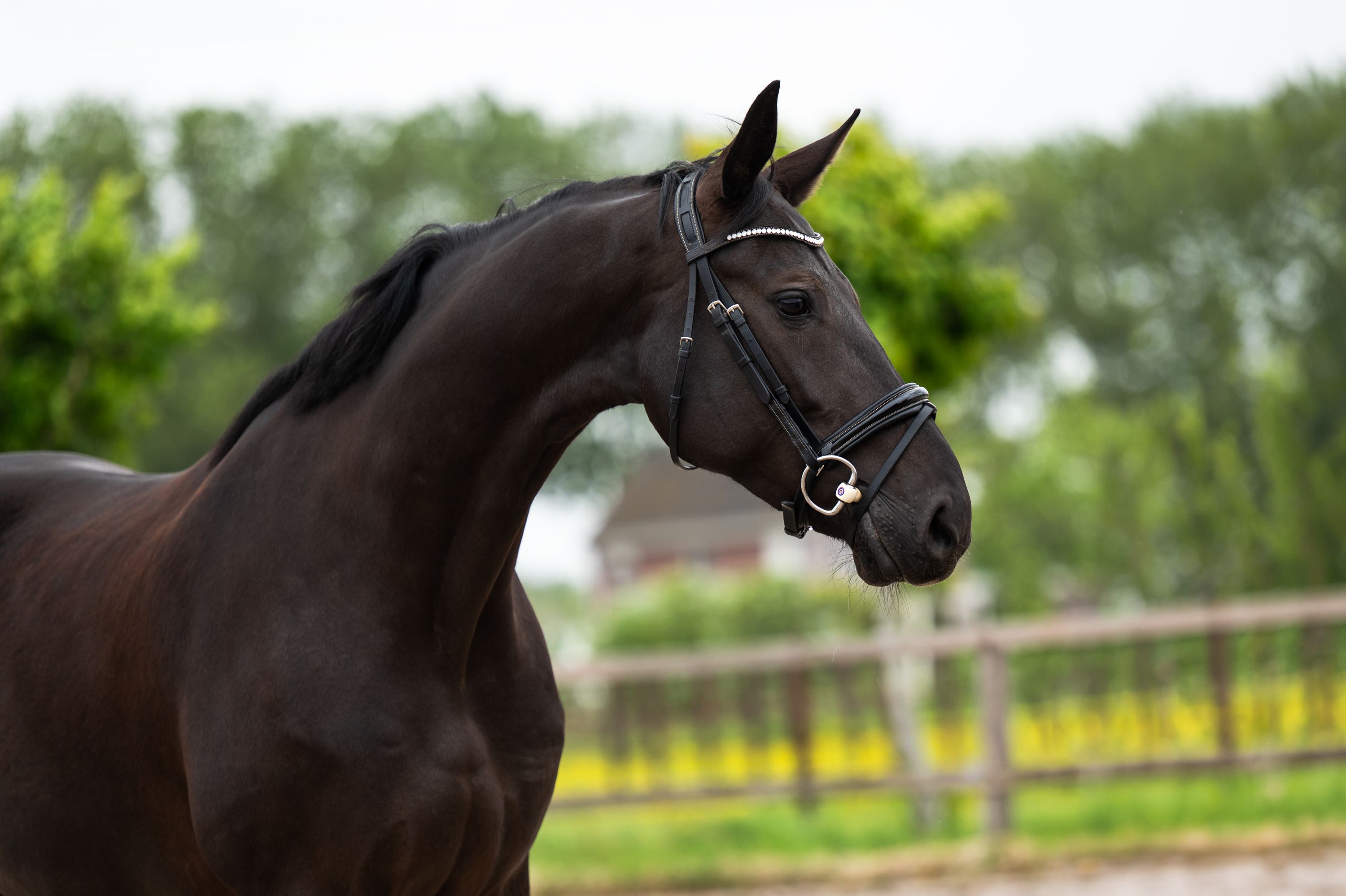 kwpn dressuurpaard merrie 6 år zwart till salu - Foto 4