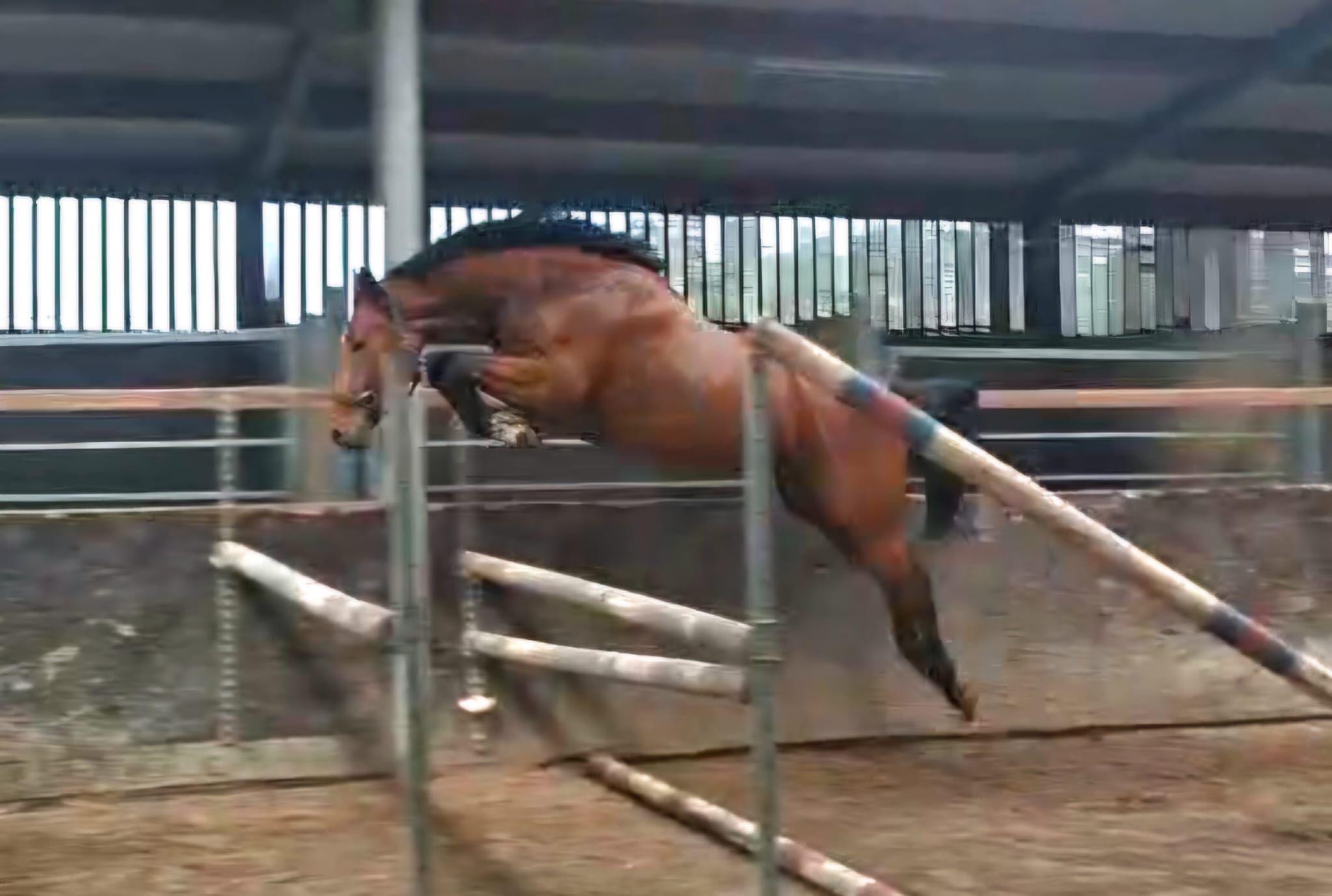Aganix x Cornet X Diamant