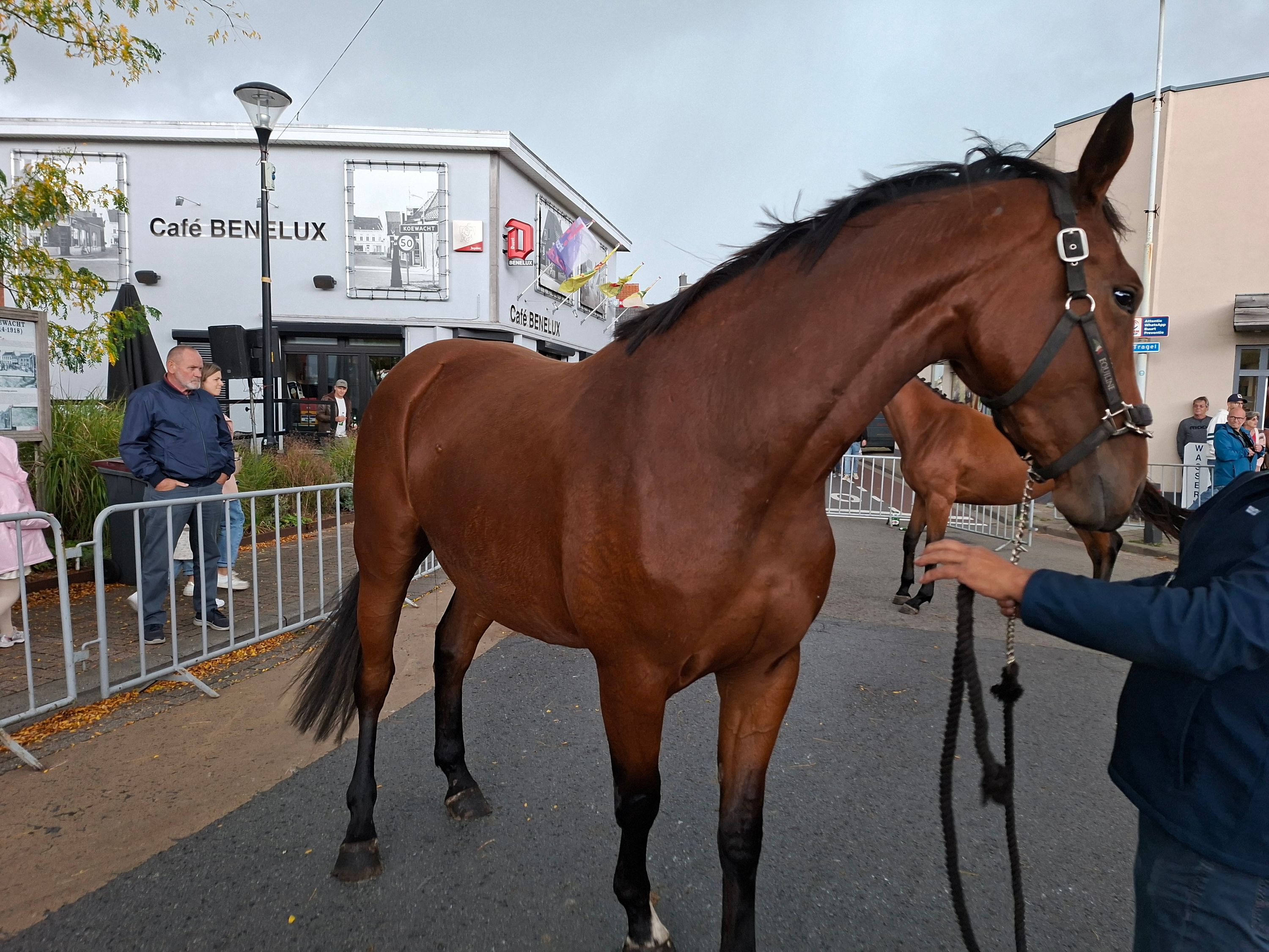 springpaard merrie 3 years old bruin for sale - Photo 2