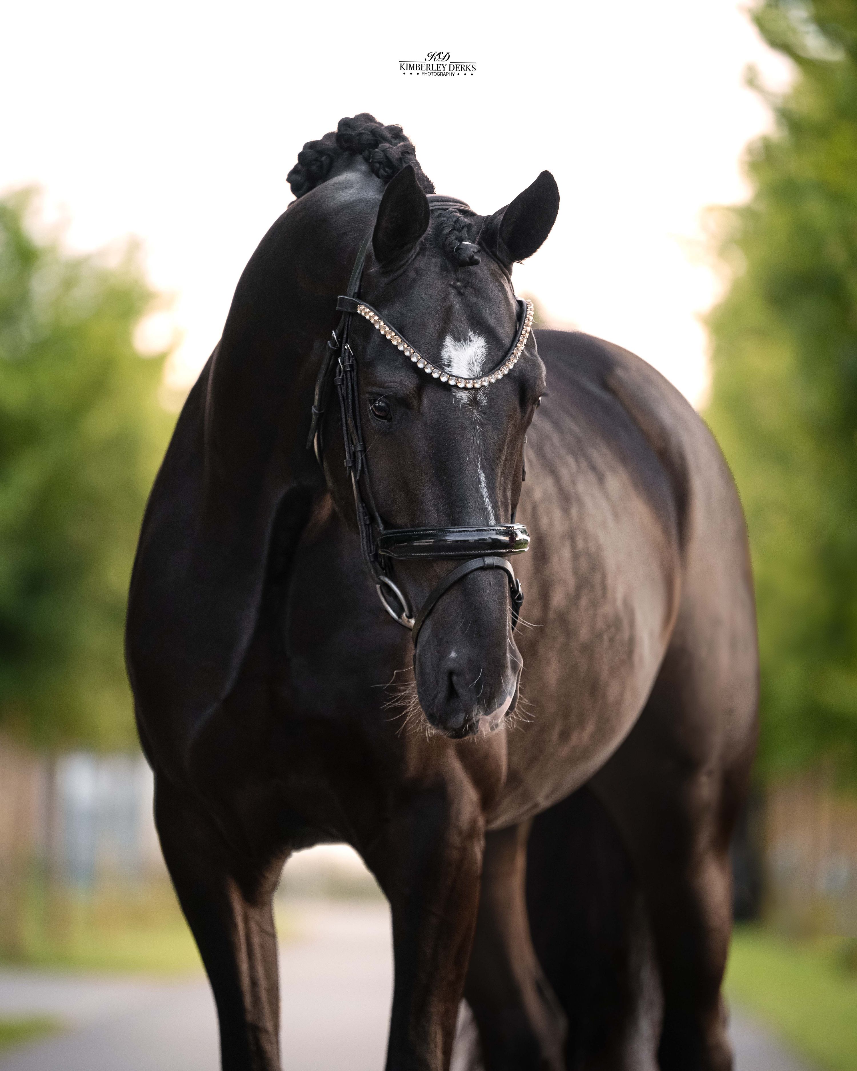 kwpn dressuurpaard hengst 3 Jahre alt zwart zu verkaufen - Foto 2