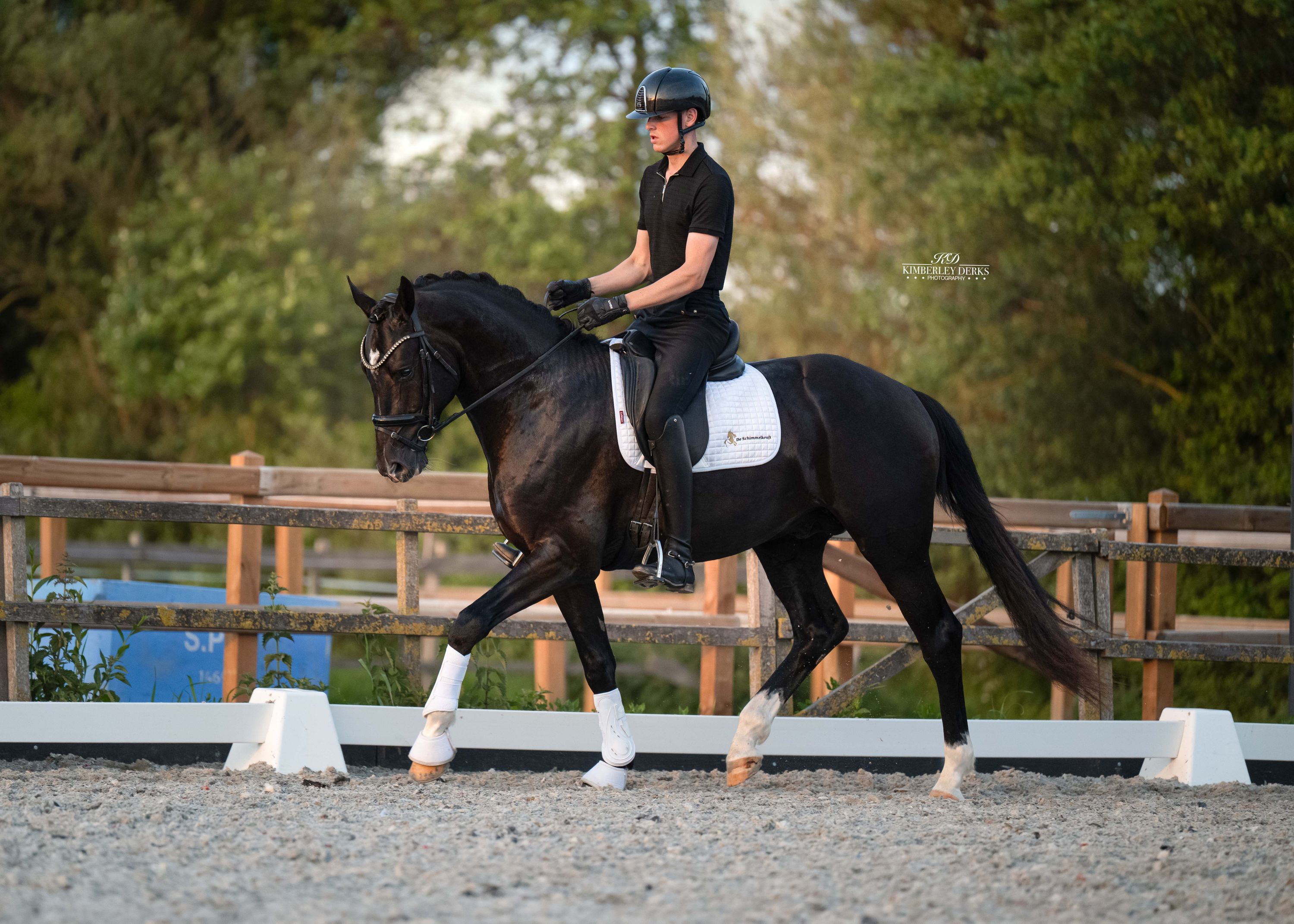 kwpn dressuurpaard hengst 3 Jahre alt zwart zu verkaufen - Foto 3