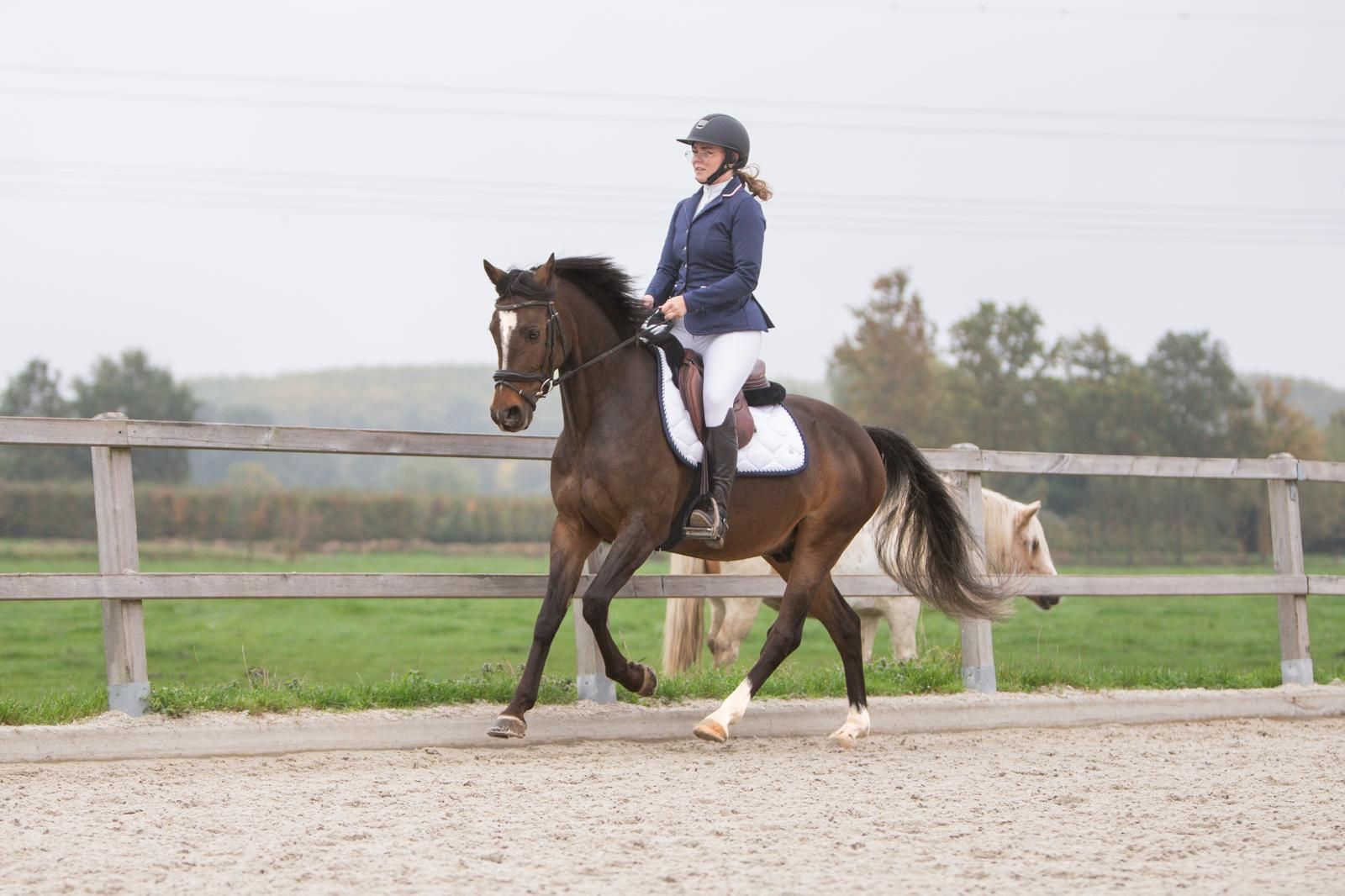 Superbe poney de sport talentueux de 8 ans