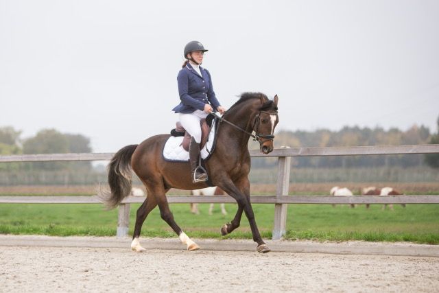 welsh dressuurpony ruin 8 vuotta donkerbruin myytävänä - Kuva 2