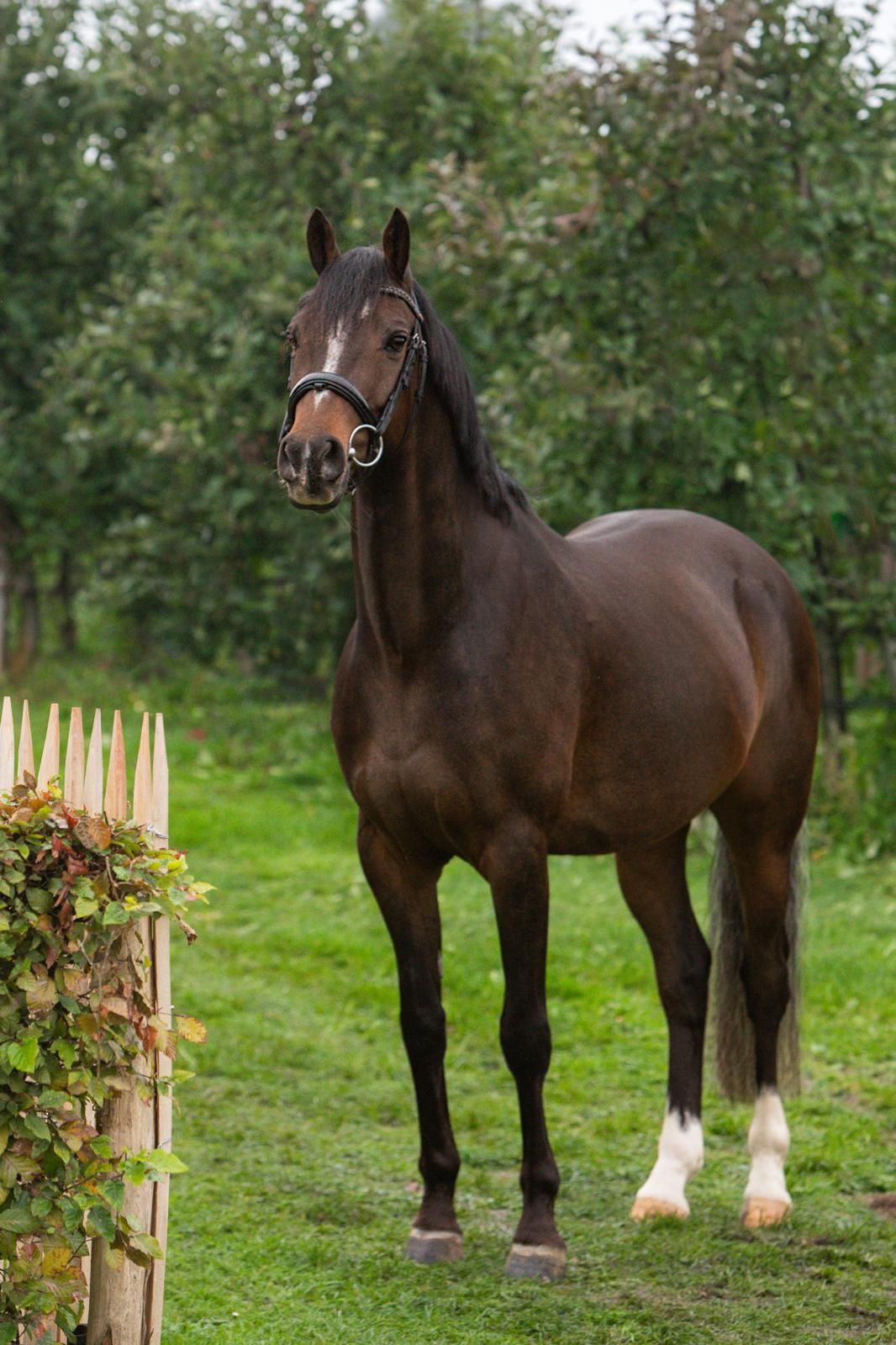 welsh dressuurpony ruin 8 vuotta donkerbruin myytävänä - Kuva 6