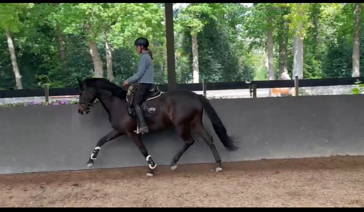 才能豊かな馬場馬（牝馬）