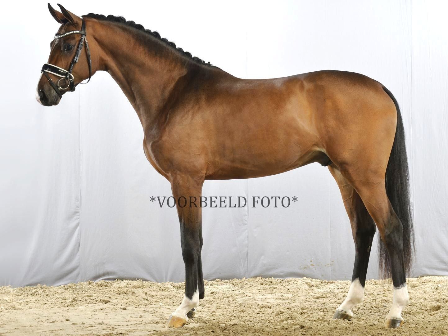 WANTED: bay KWPN gelding/stallion 3, 4, 5 yrs