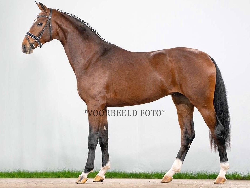 dressuurpaard ruin 3 jaar te koop - Foto 2