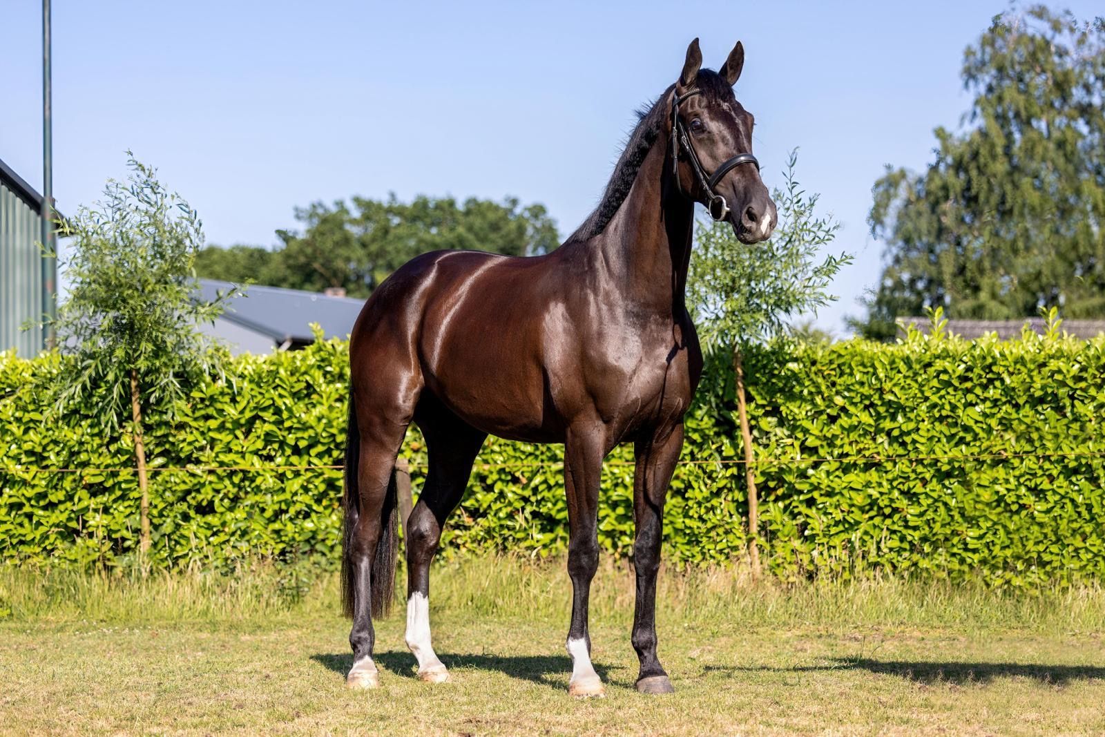Jument de 6 ans issue d'une lignée de grand sport