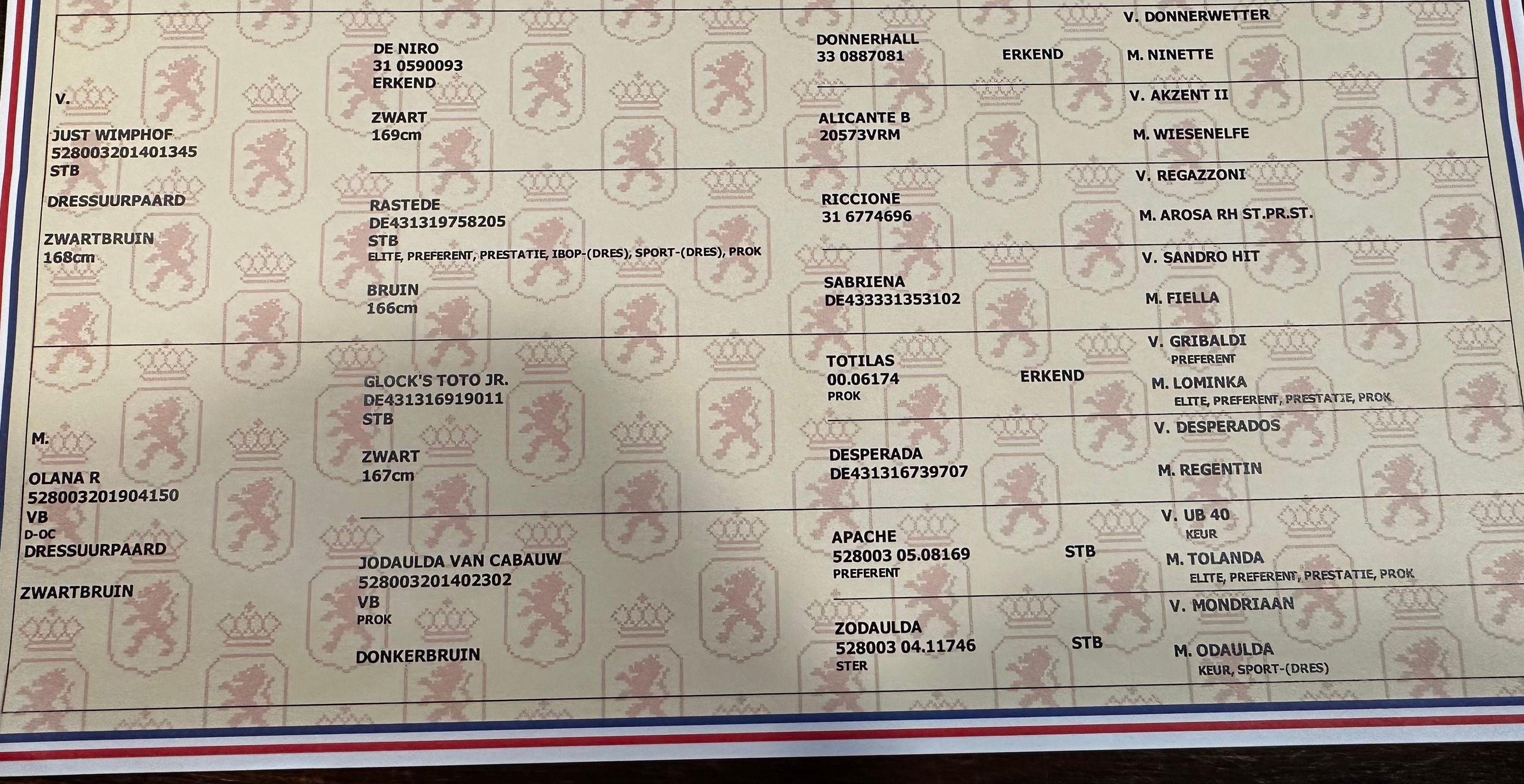 kwpn dressuurpaard ruin 2 lat zwart na sprzedaż - Zdjęcie 4