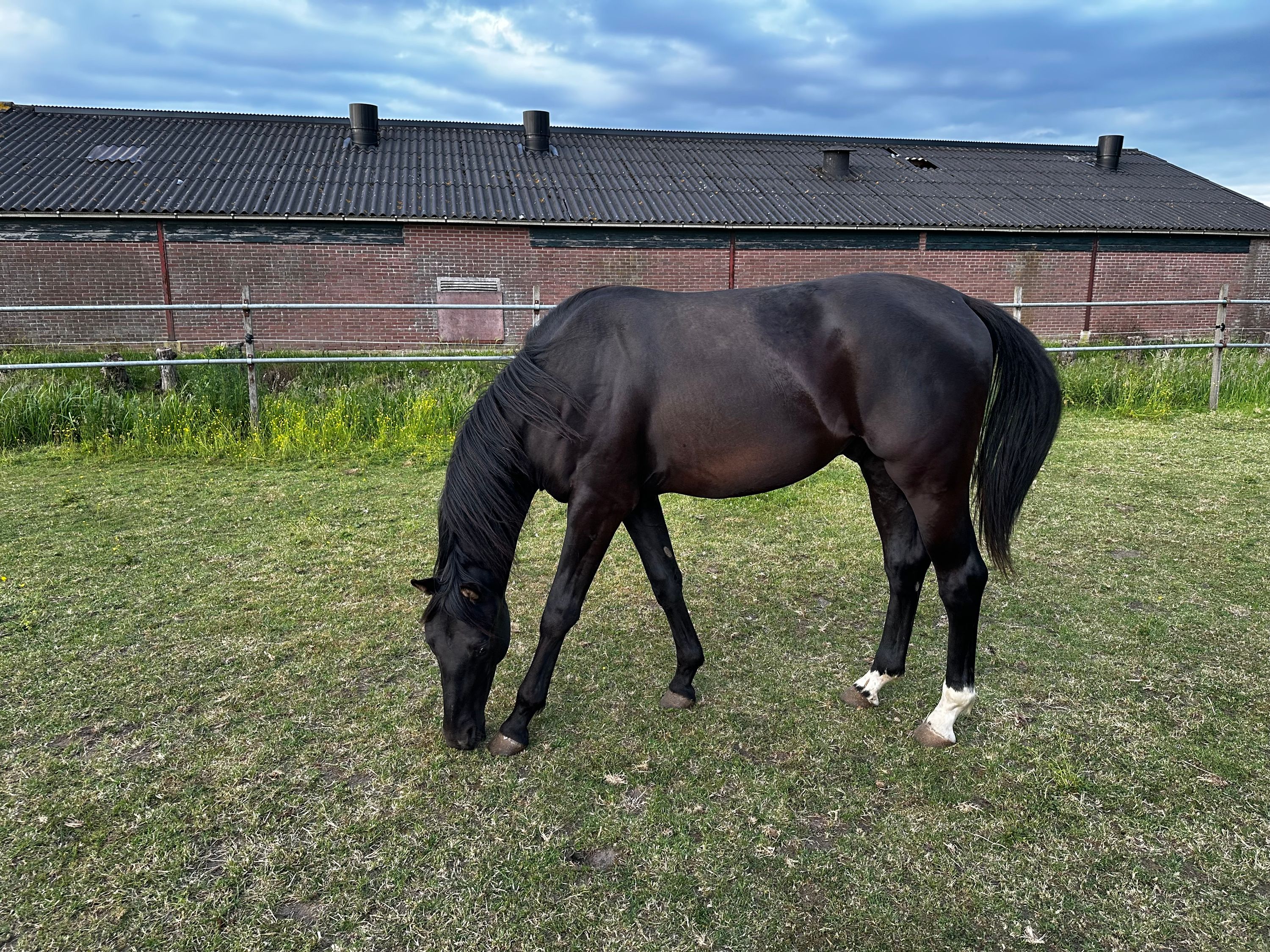 kwpn dressuurpaard ruin 2 lat zwart na sprzedaż - Zdjęcie 3