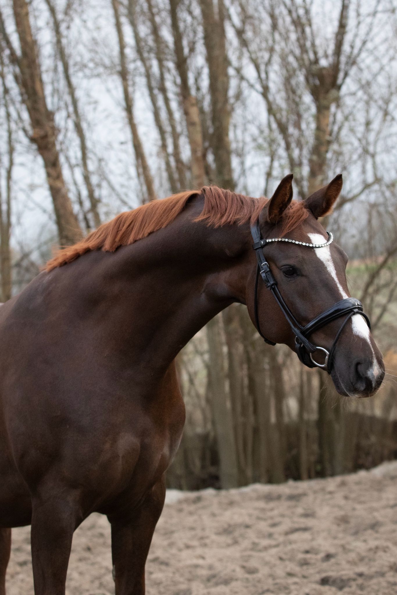 kwpn dressuurpaard ruin 5 jaar andere-kleur te koop - Hoofdfoto