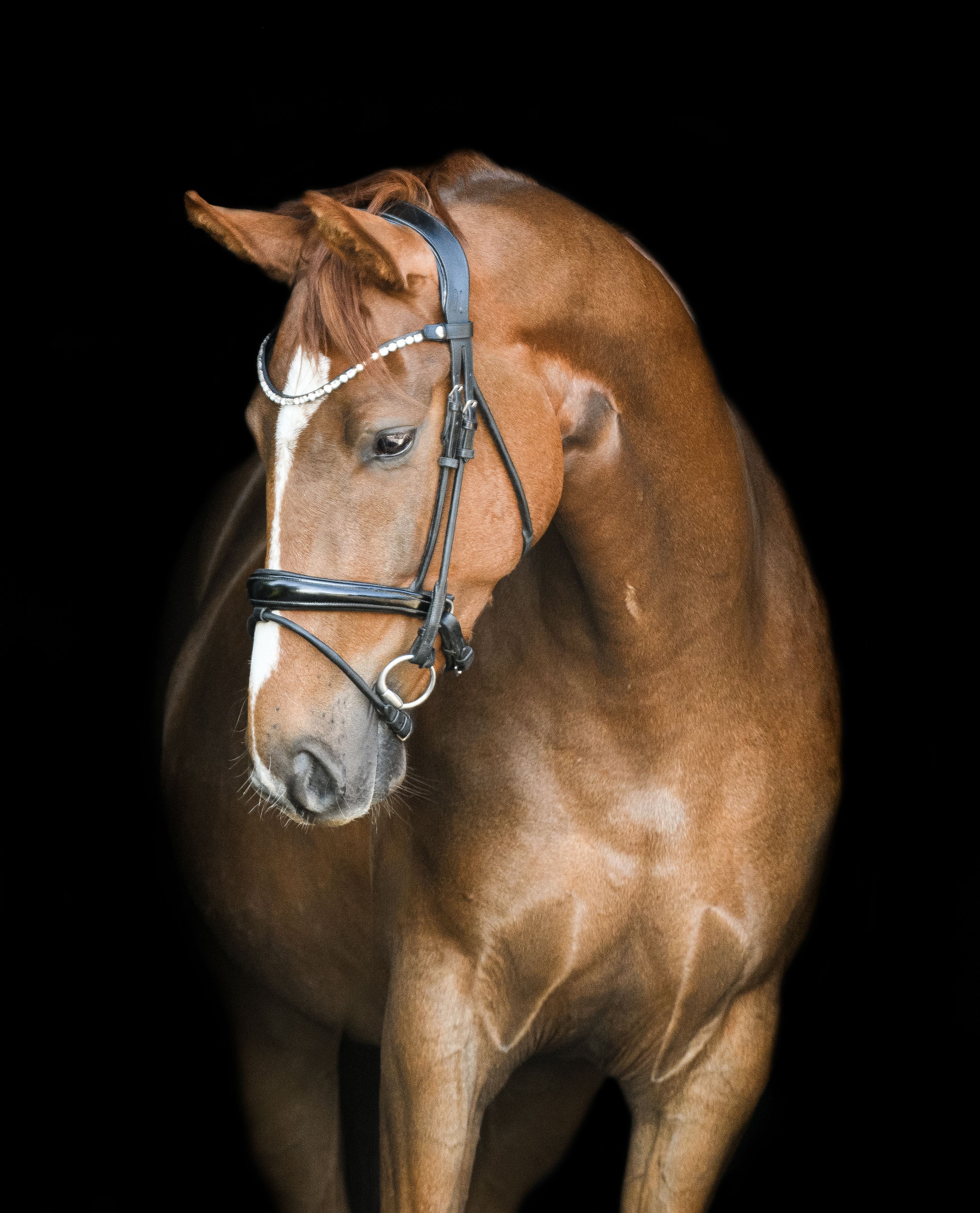 kwpn dressuurpaard ruin 5 jaar andere-kleur te koop - Foto 4
