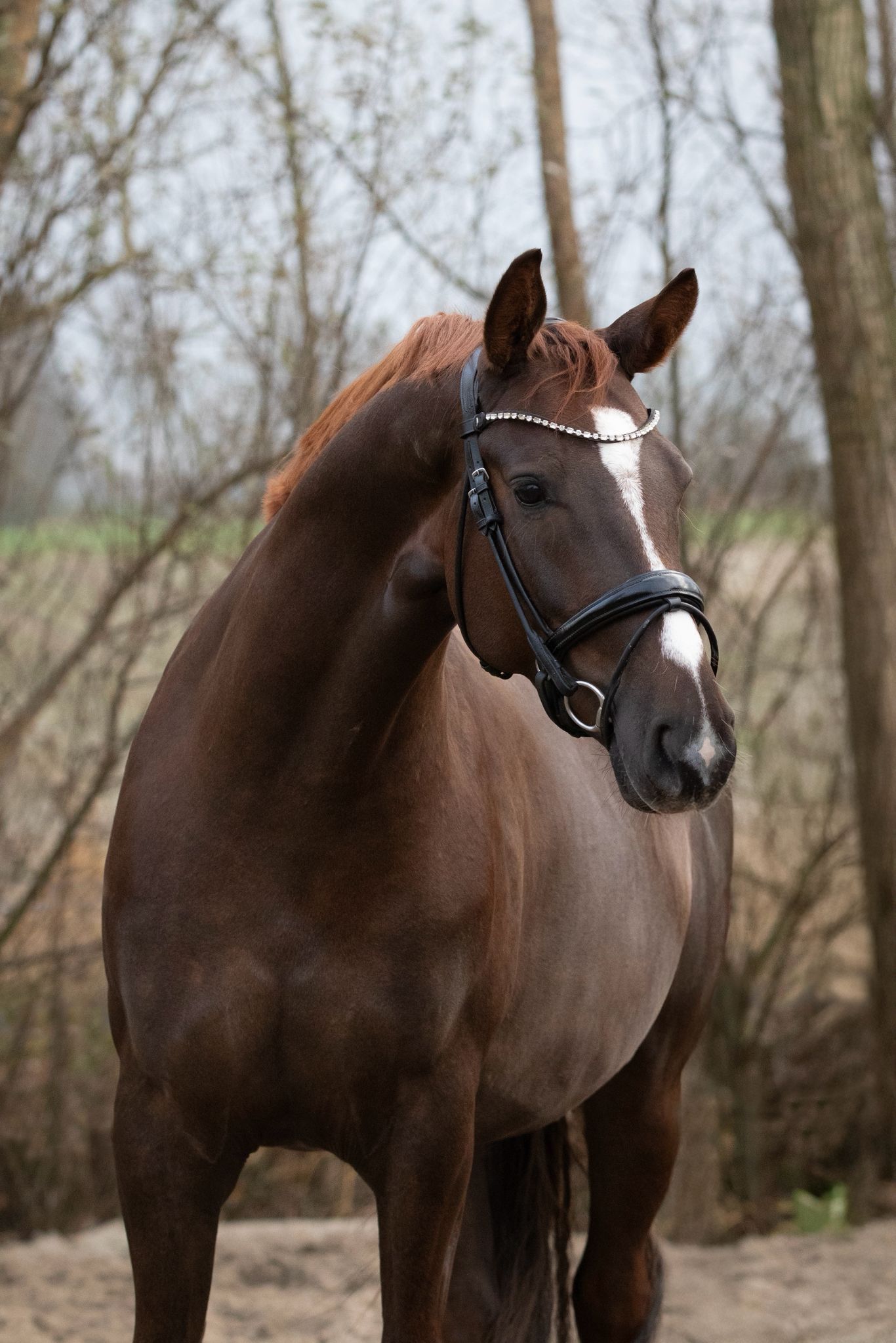 kwpn dressuurpaard ruin 5 jaar andere-kleur te koop - Foto 3