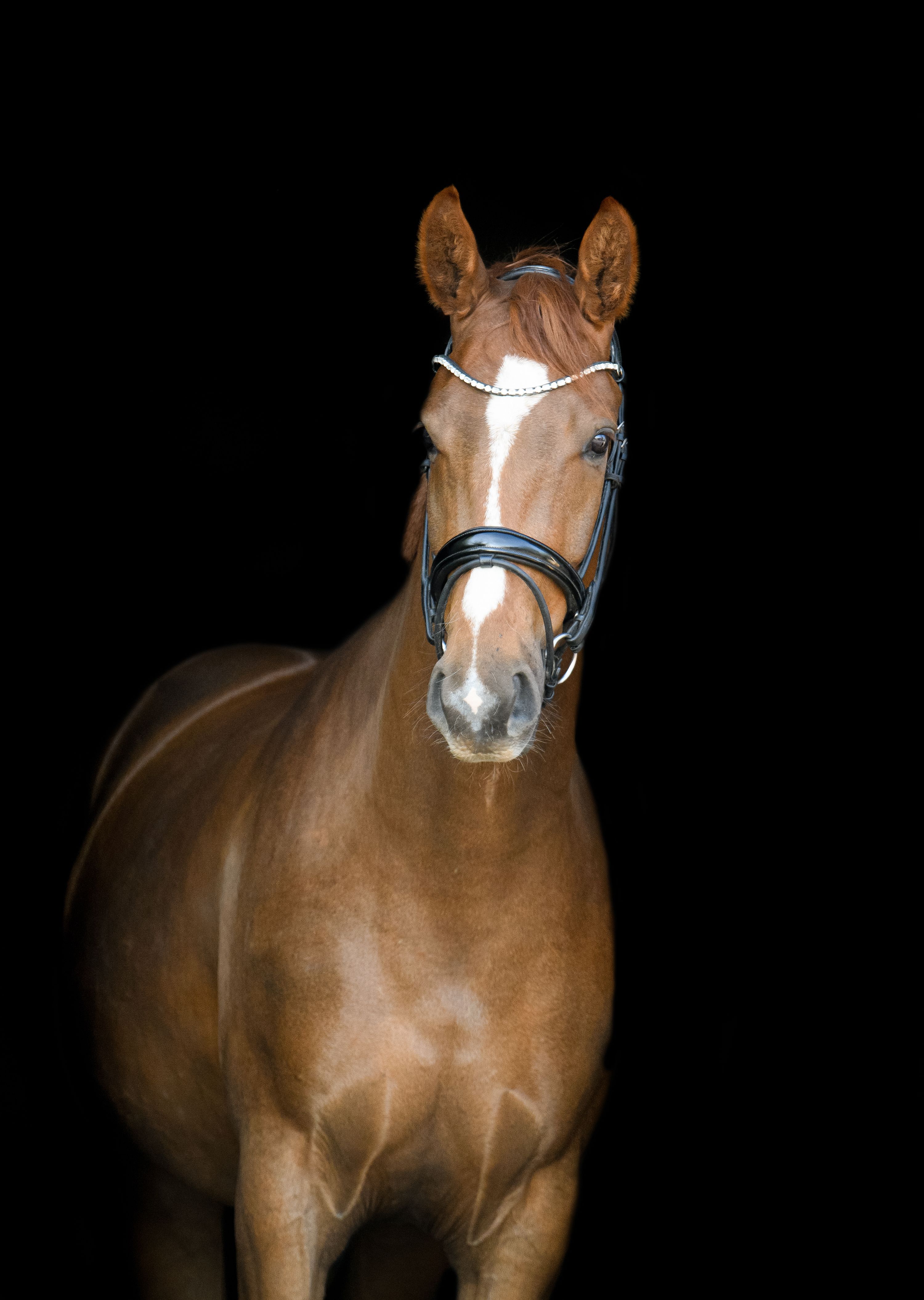 kwpn dressuurpaard ruin 5 jaar andere-kleur te koop - Foto 5