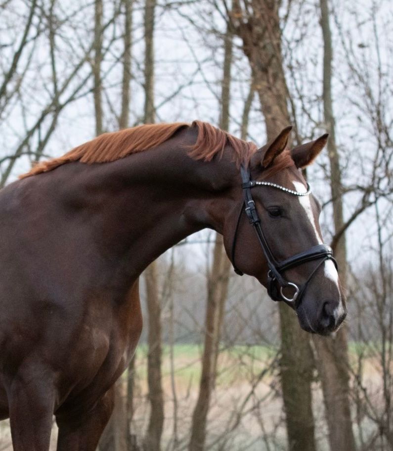 kwpn dressuurpaard ruin 5 jaar andere-kleur te koop - Foto 2