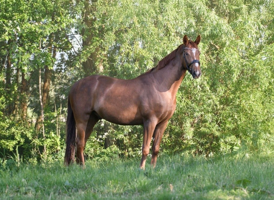 kwpn dressuurpaard ruin 5 jaar andere-kleur te koop - Foto 6