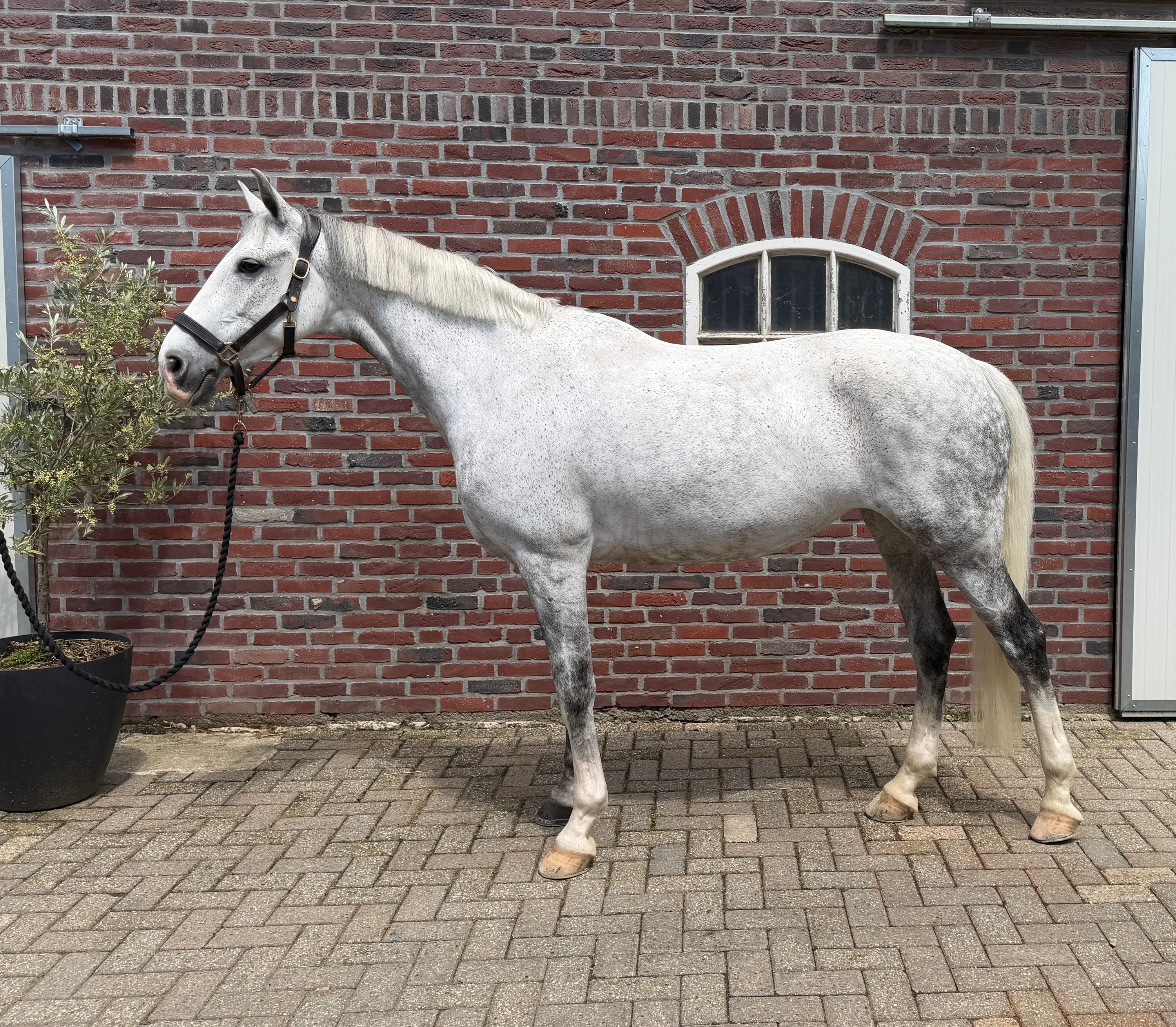 spaans springpaard merrie 9 岁 schimmel 出售 - 照片 2