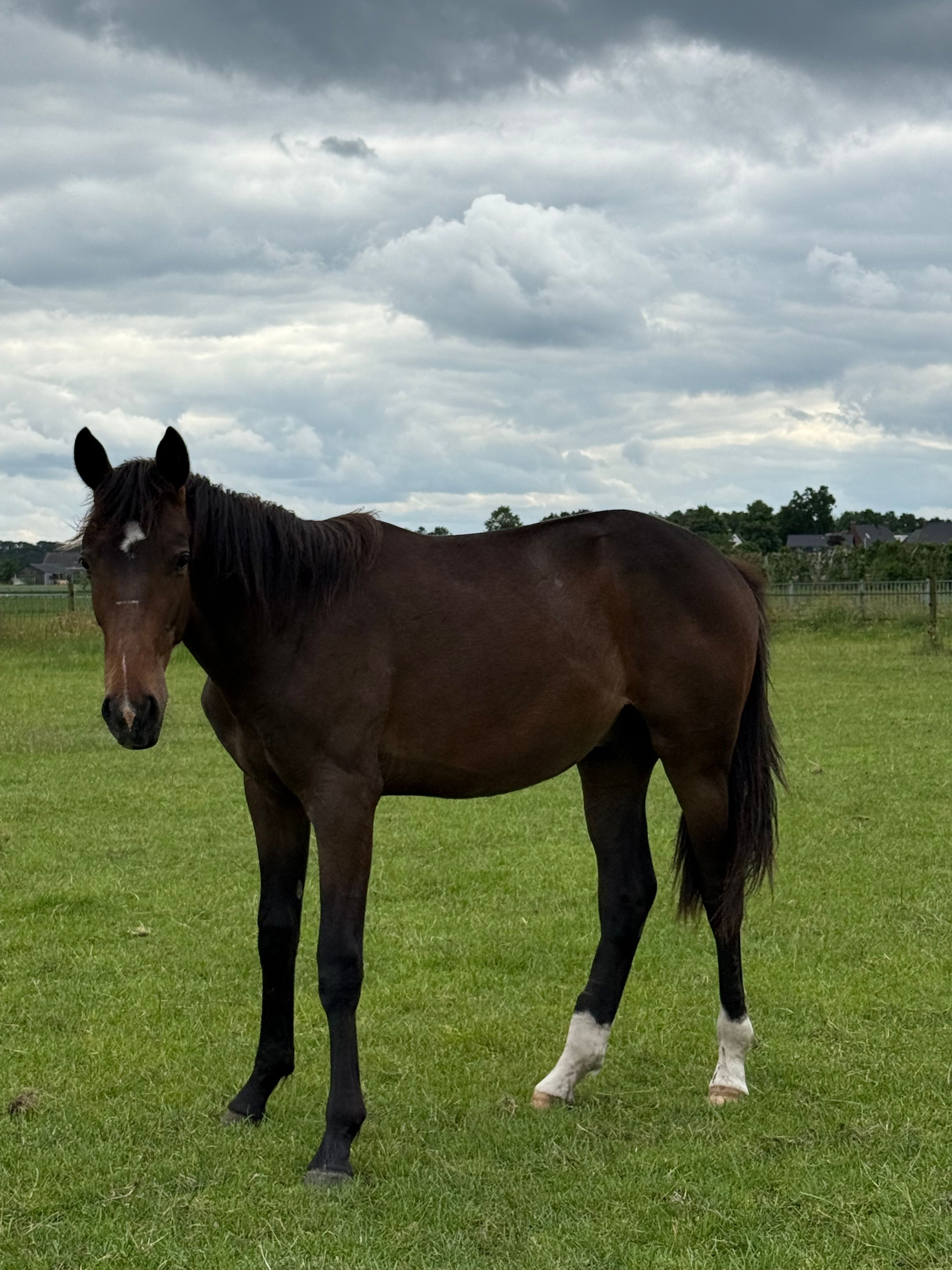 KWPN dressuurpaard Hengst 1 years old Donkerbruin for sale - Photo 3