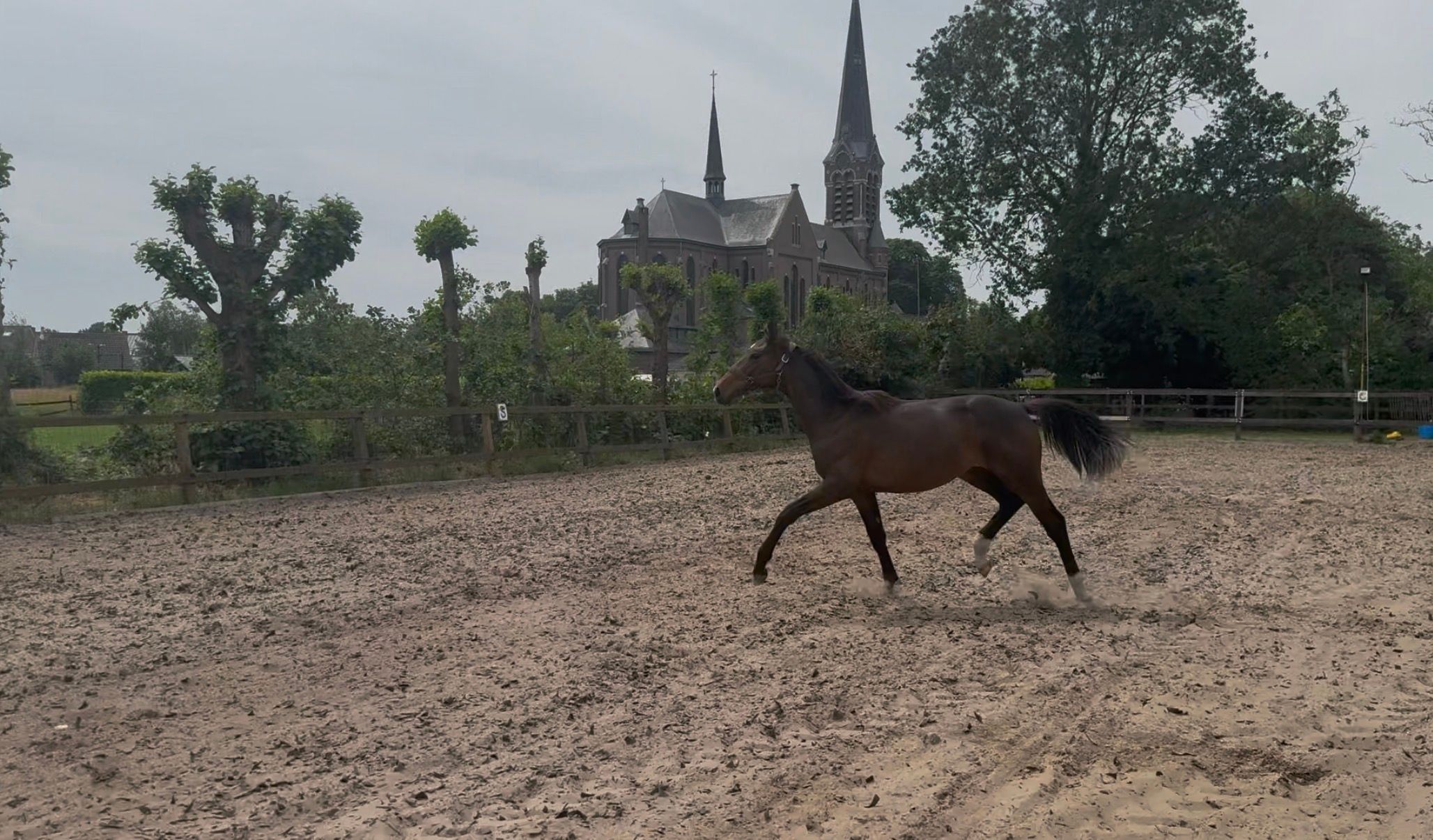 KWPN dressuurpaard Hengst 1 years old Donkerbruin for sale - Photo 4