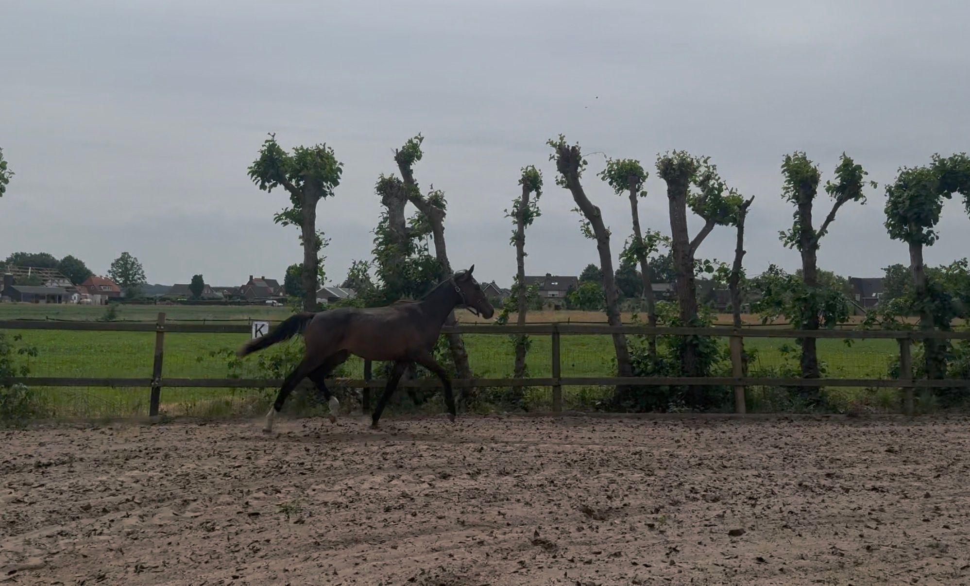 KWPN dressuurpaard Hengst 1 years old Donkerbruin for sale - Photo 6