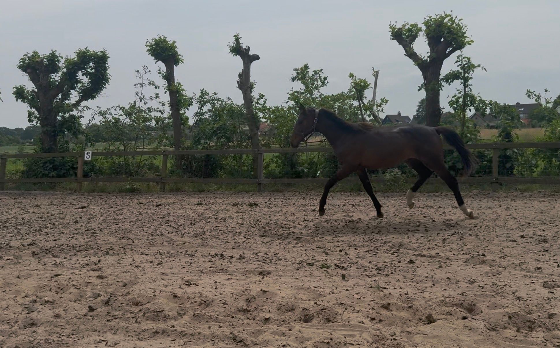 KWPN dressuurpaard Hengst 1 years old Donkerbruin for sale - Photo 5