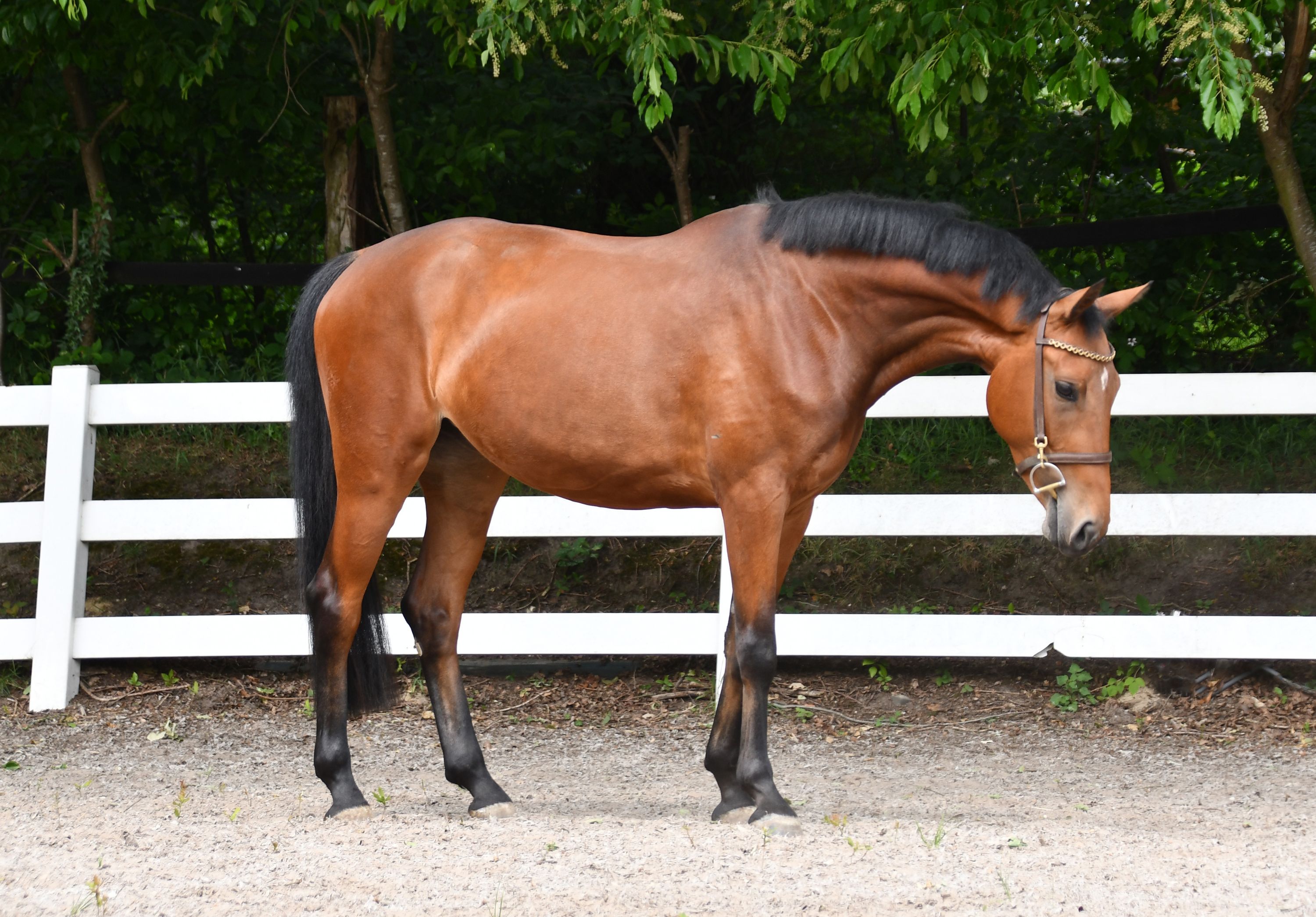 KWPN springpaard Merrie 4 歳 Bruin 売り出し中 - メイン写真
