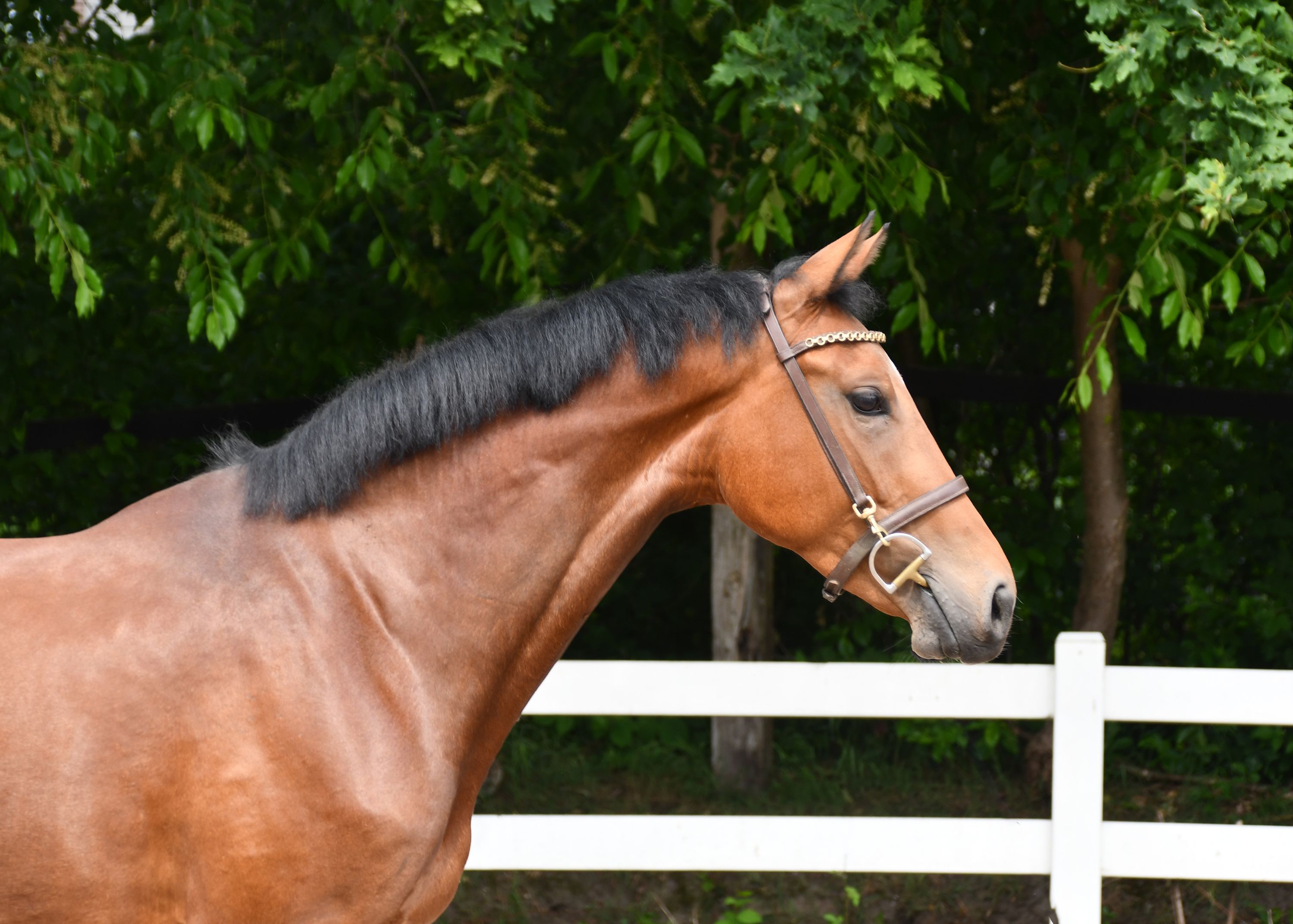 KWPN springpaard Merrie 4 歳 Bruin 売り出し中 - 写真 2