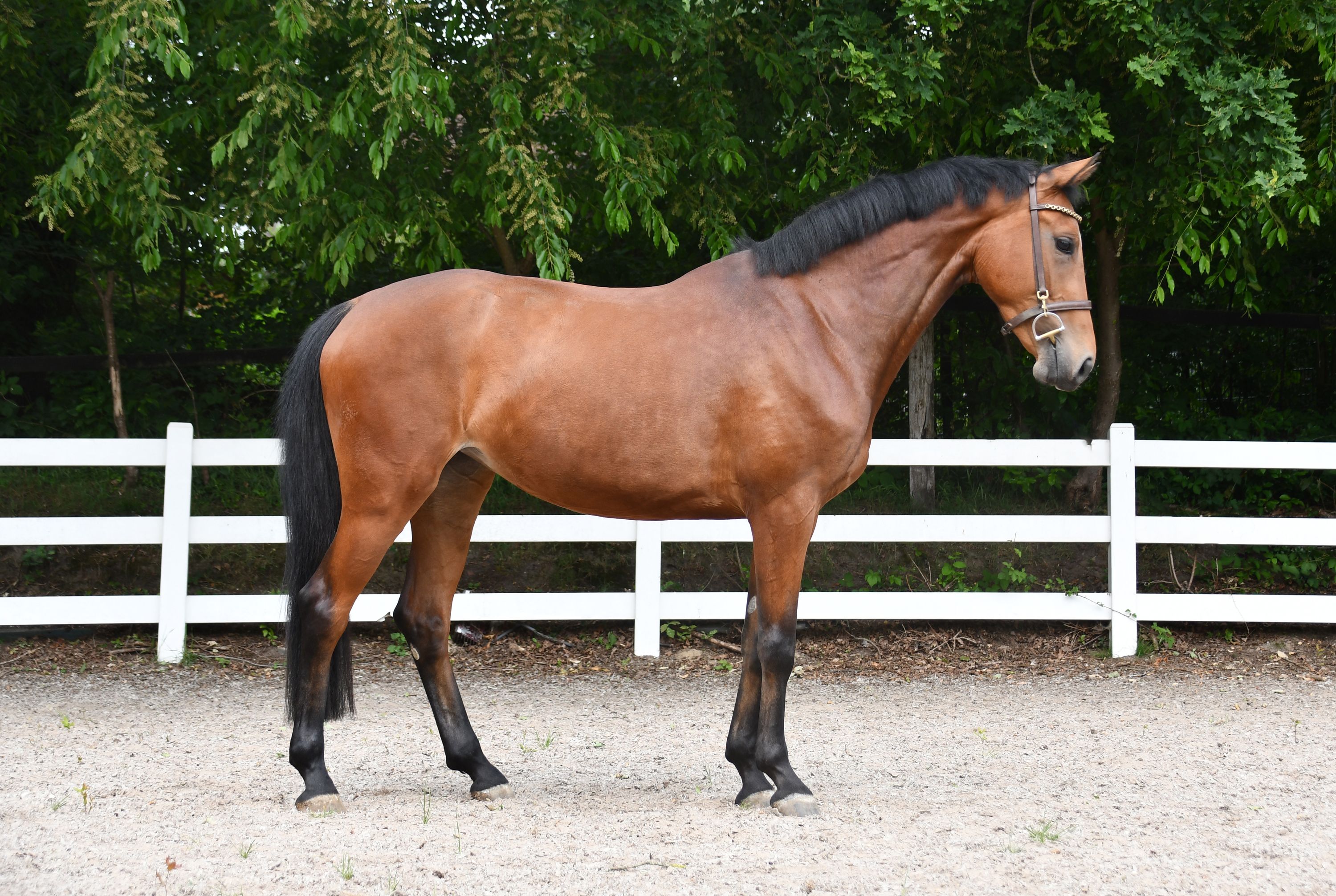 KWPN springpaard Merrie 4 歳 Bruin 売り出し中 - 写真 4