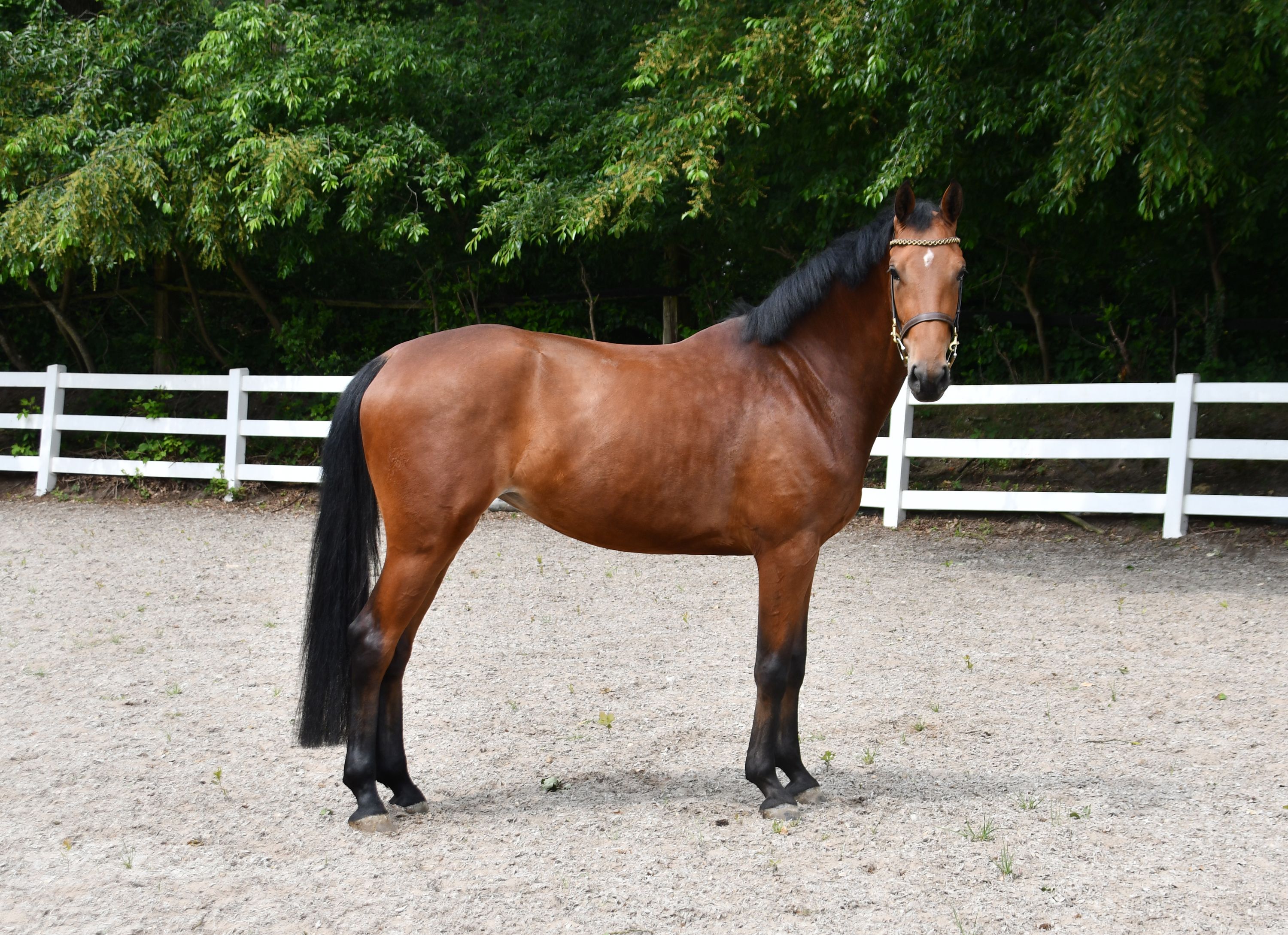KWPN springpaard Merrie 4 歳 Bruin 売り出し中 - 写真 5