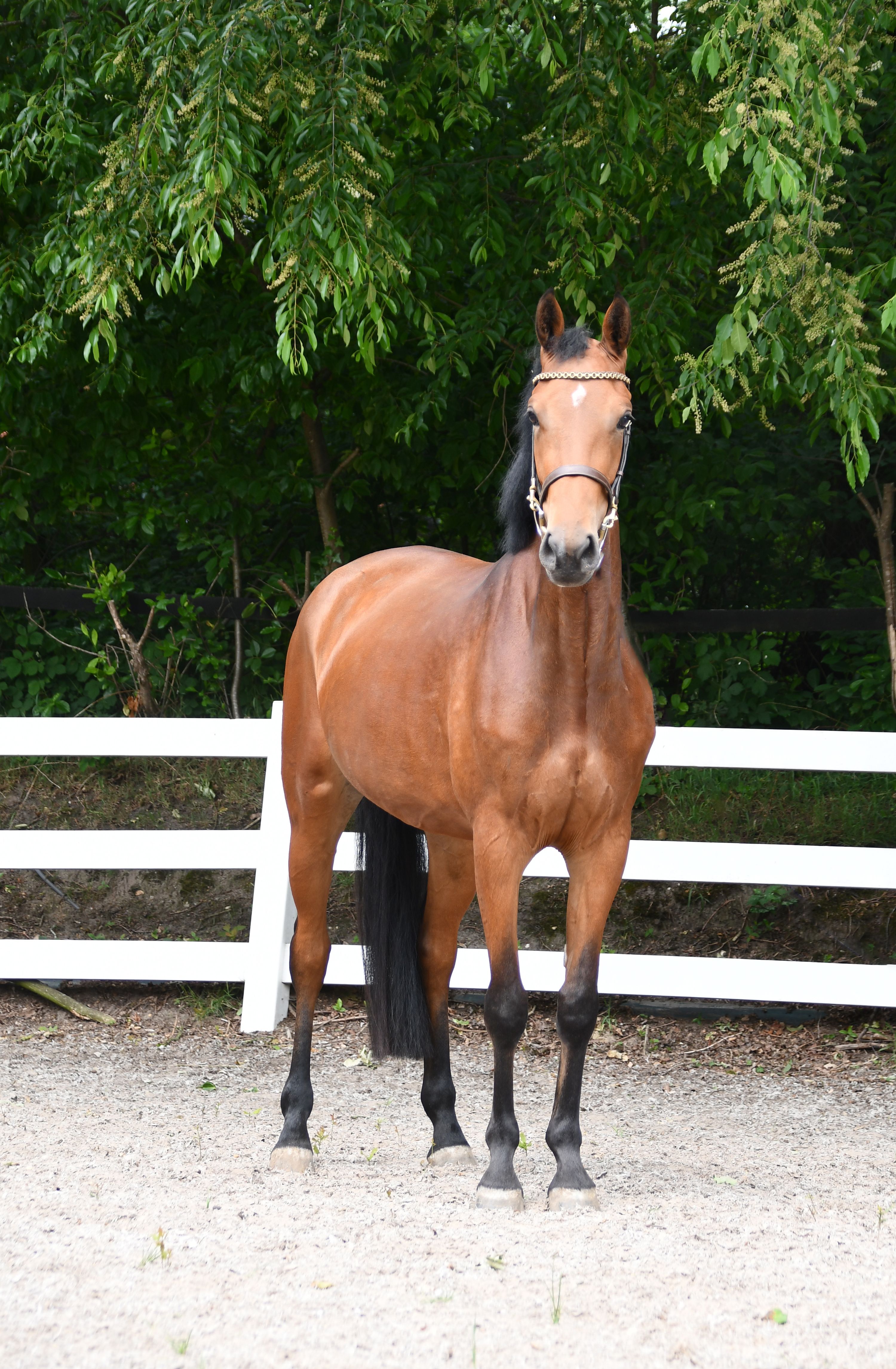 KWPN springpaard Merrie 4 歳 Bruin 売り出し中 - 写真 6